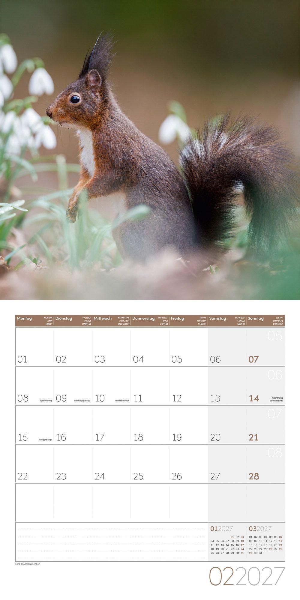 Beispielinhalt (Bild) Eichhörnchen Kalender 2027 - 30x30 - Art12