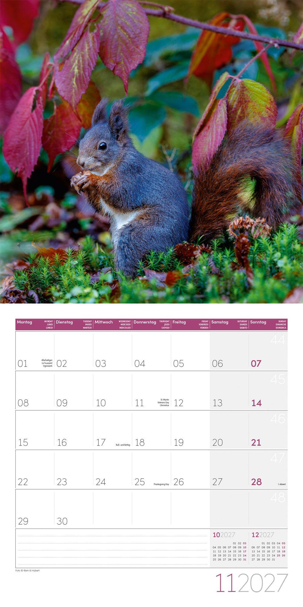 Beispielinhalt (Bild) Eichhörnchen Kalender 2027 - 30x30 - Art12