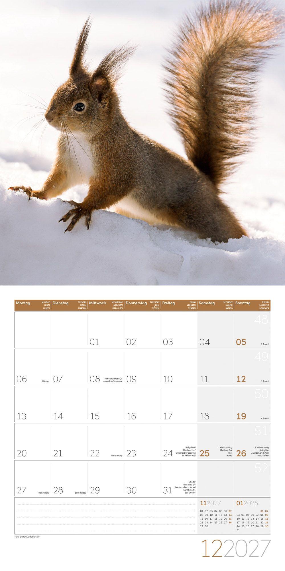 Beispielinhalt (Bild) Eichhörnchen Kalender 2027 - 30x30 - Art12
