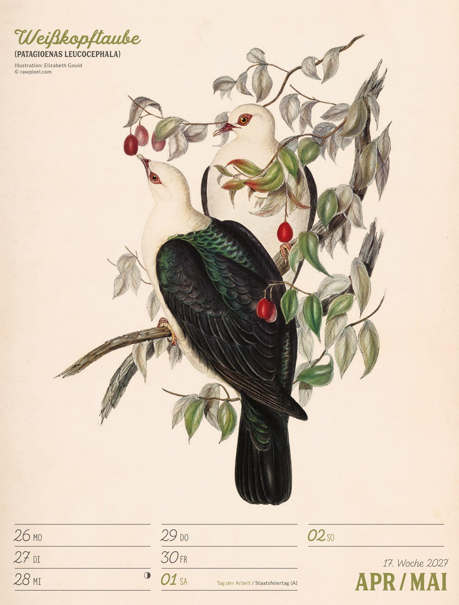 Beispielinhalt (Bild) Wunderbare Vogelwelt Wochenplaner Kalender 2027