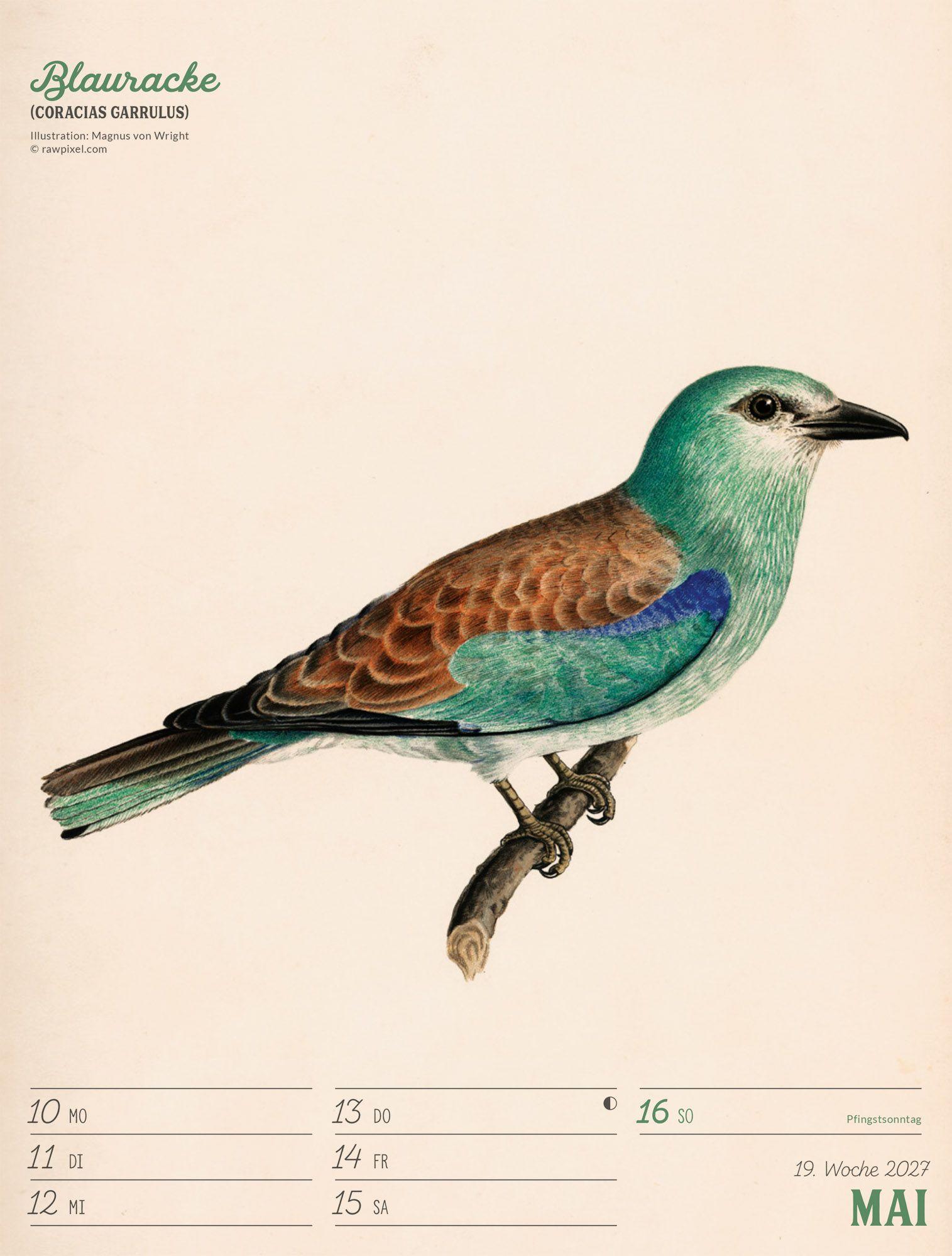 Beispielinhalt (Bild) Wunderbare Vogelwelt Wochenplaner Kalender 2027