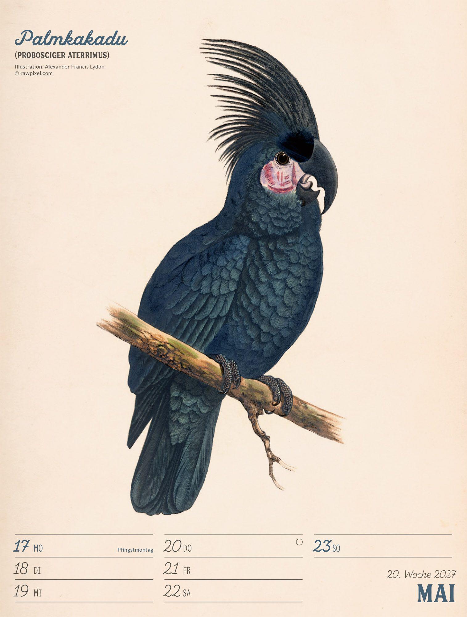 Beispielinhalt (Bild) Wunderbare Vogelwelt Wochenplaner Kalender 2027