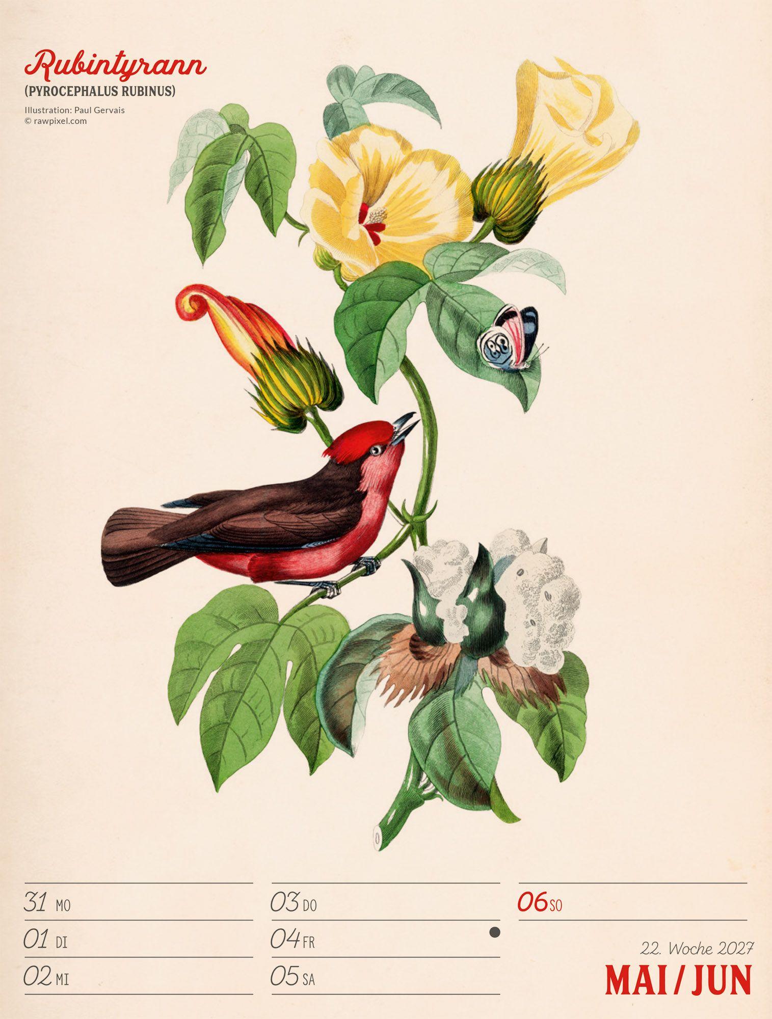Beispielinhalt (Bild) Wunderbare Vogelwelt Wochenplaner Kalender 2027