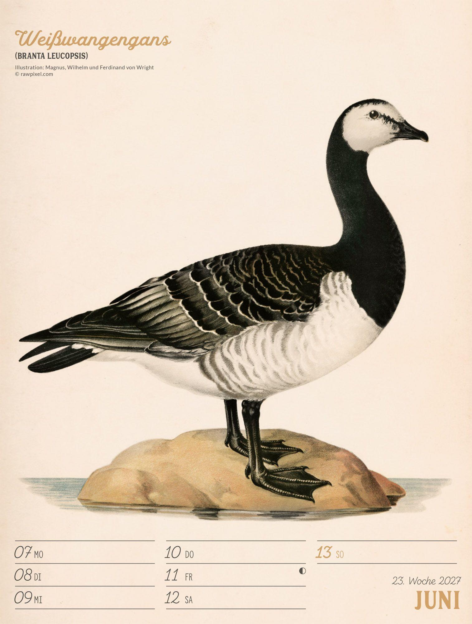 Beispielinhalt (Bild) Wunderbare Vogelwelt Wochenplaner Kalender 2027