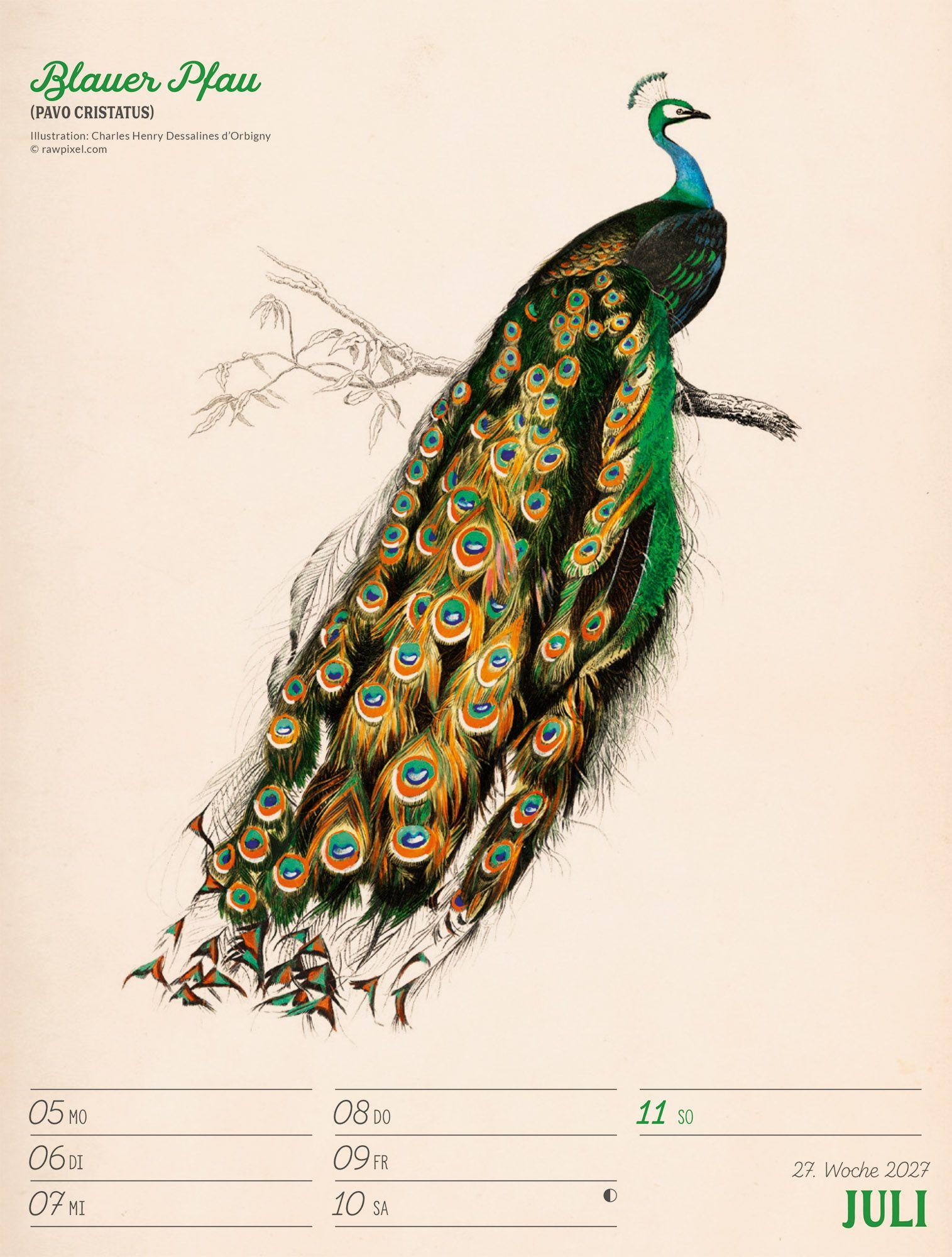 Beispielinhalt (Bild) Wunderbare Vogelwelt Wochenplaner Kalender 2027