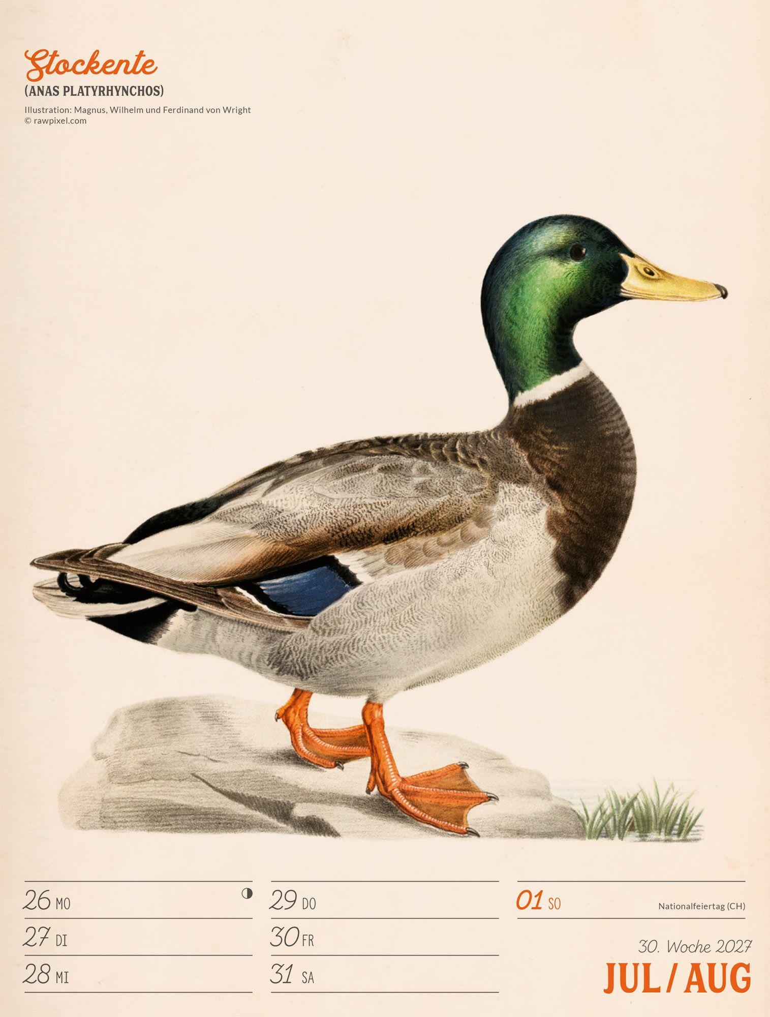 Beispielinhalt (Bild) Wunderbare Vogelwelt Wochenplaner Kalender 2027