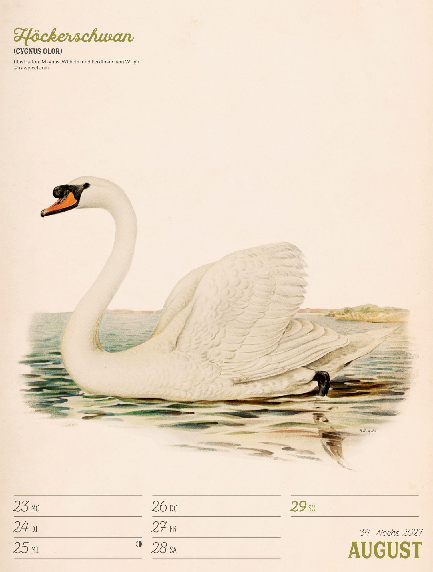 Beispielinhalt (Bild) Wunderbare Vogelwelt Wochenplaner Kalender 2027