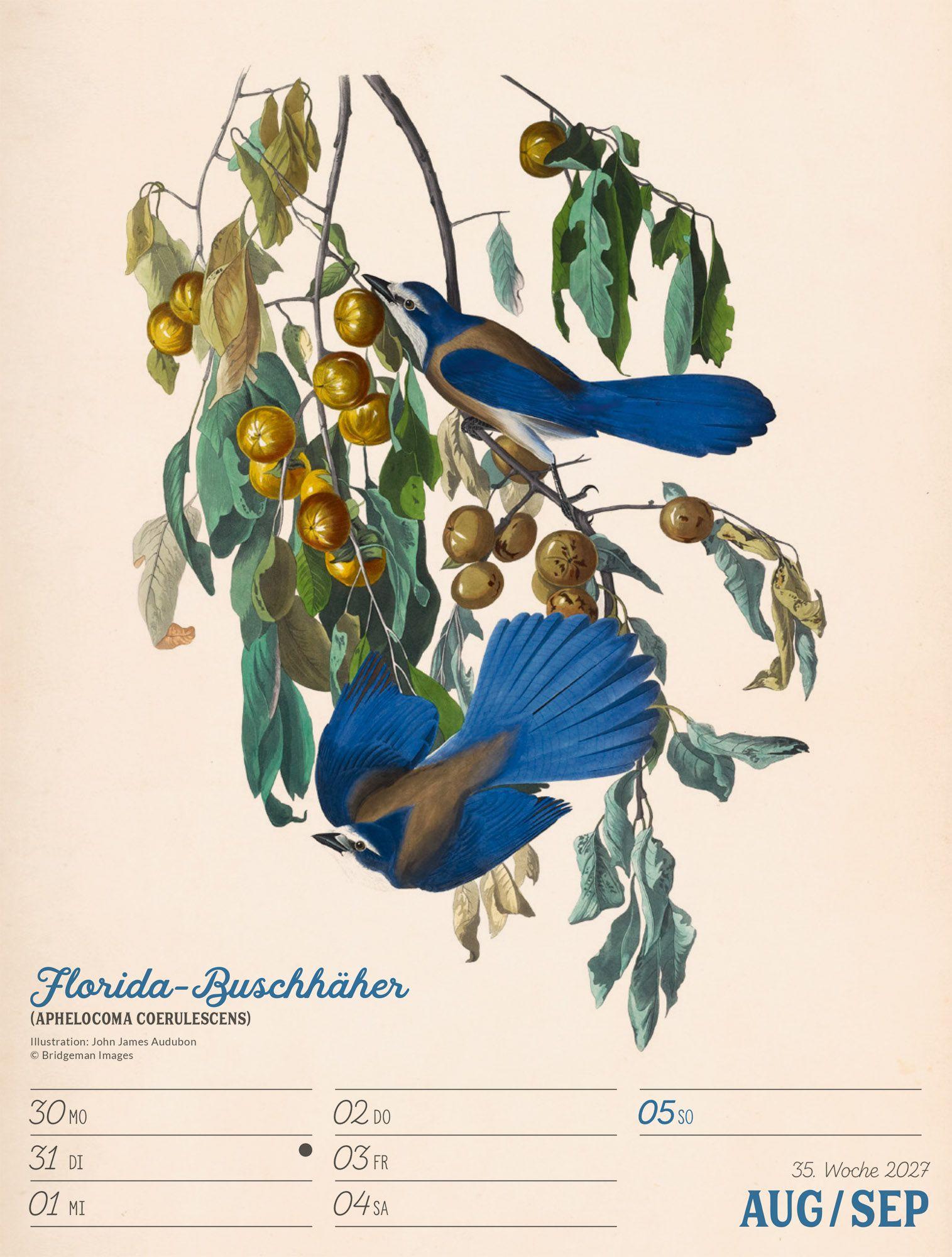 Beispielinhalt (Bild) Wunderbare Vogelwelt Wochenplaner Kalender 2027