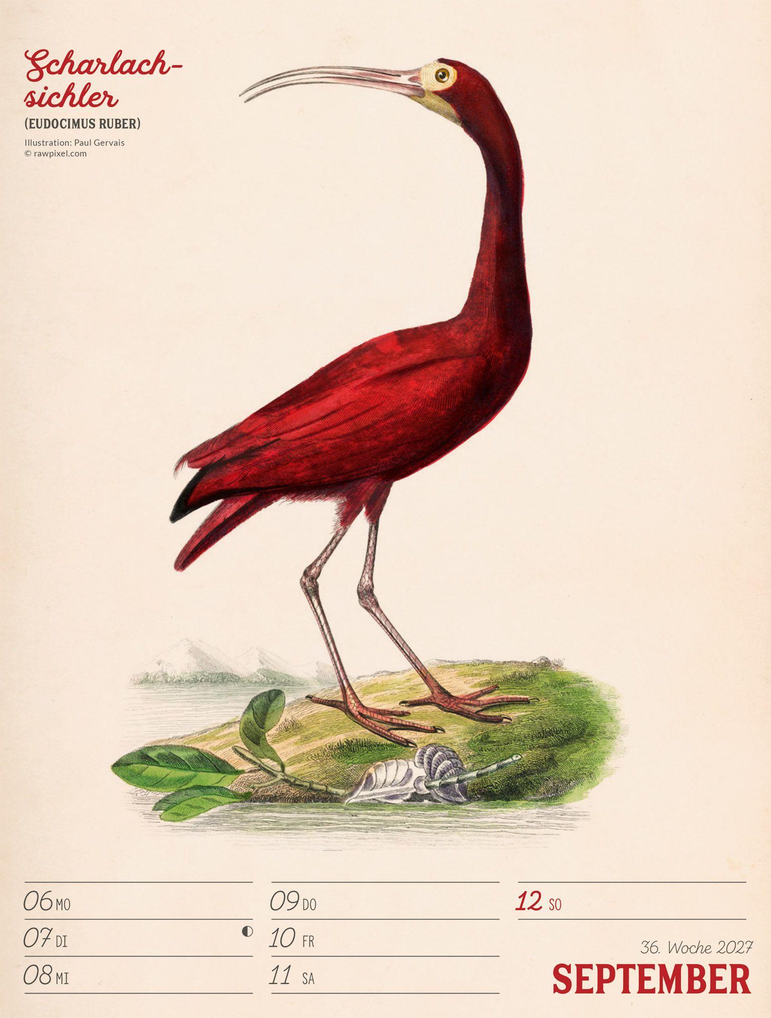 Beispielinhalt (Bild) Wunderbare Vogelwelt Wochenplaner Kalender 2027