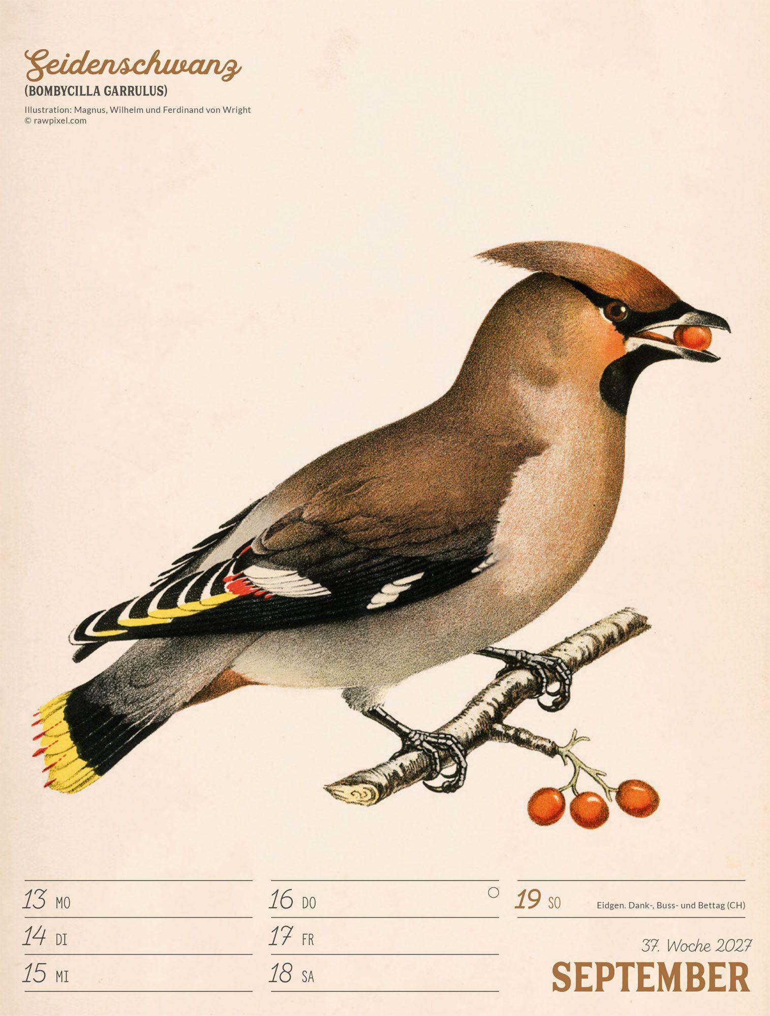 Beispielinhalt (Bild) Wunderbare Vogelwelt Wochenplaner Kalender 2027