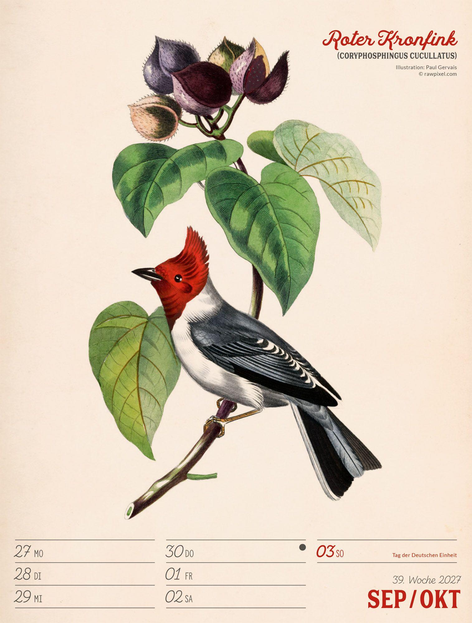 Beispielinhalt (Bild) Wunderbare Vogelwelt Wochenplaner Kalender 2027