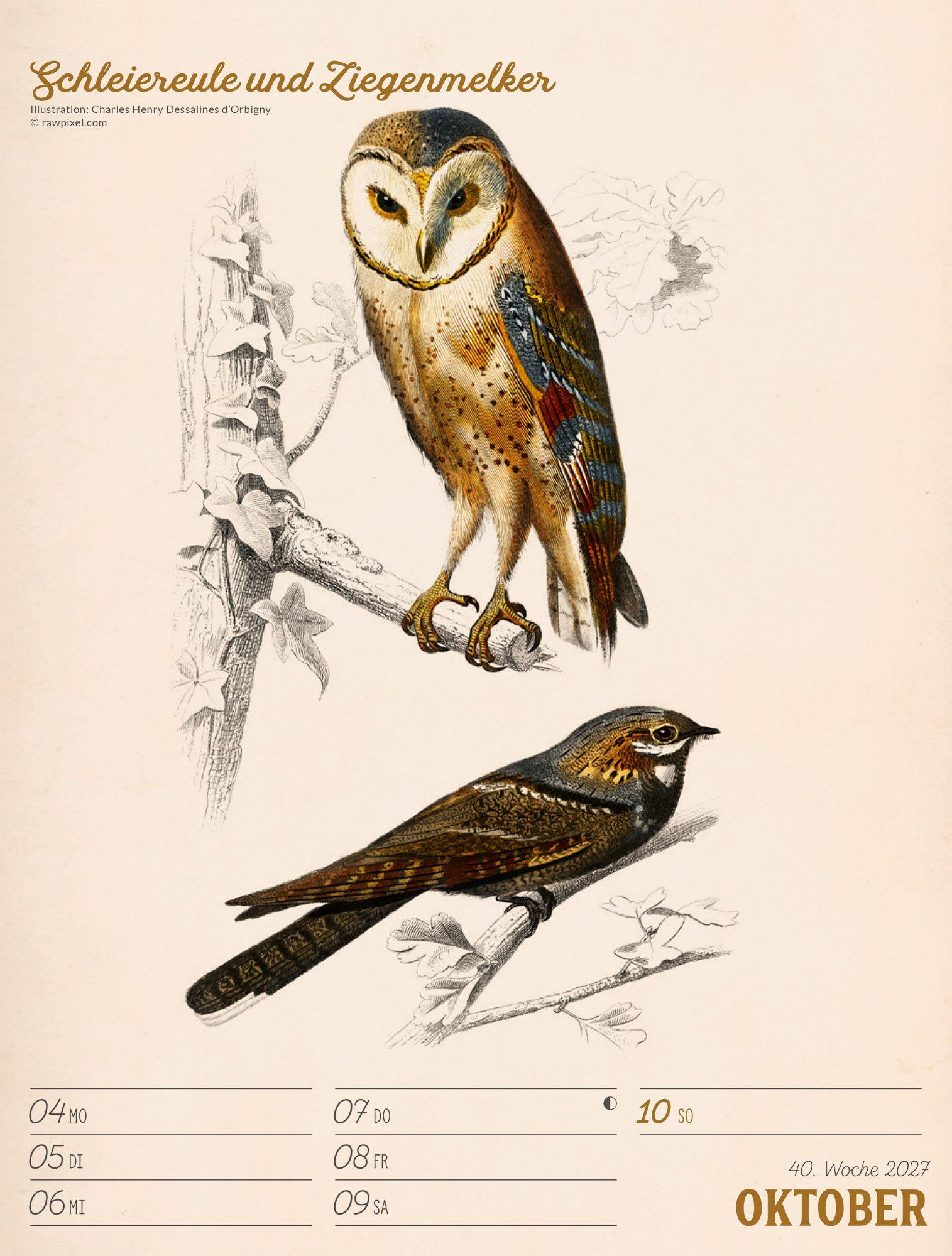 Beispielinhalt (Bild) Wunderbare Vogelwelt Wochenplaner Kalender 2027