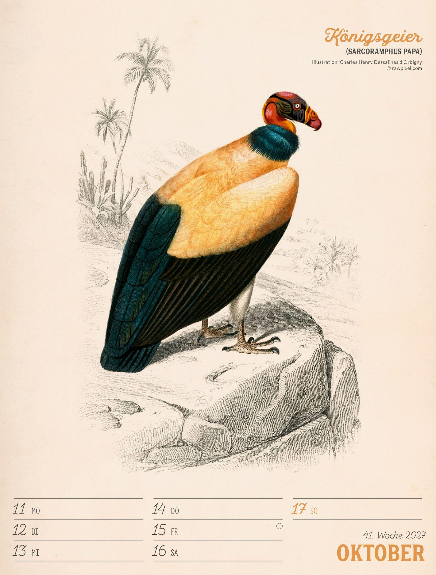 Beispielinhalt (Bild) Wunderbare Vogelwelt Wochenplaner Kalender 2027