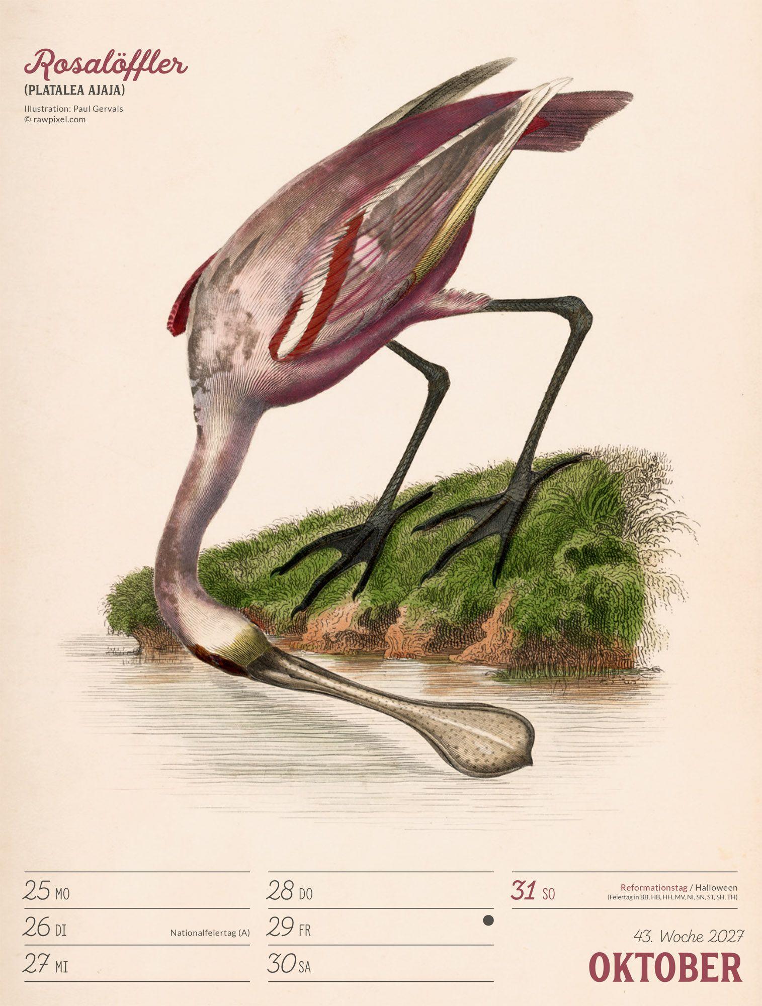 Beispielinhalt (Bild) Wunderbare Vogelwelt Wochenplaner Kalender 2027