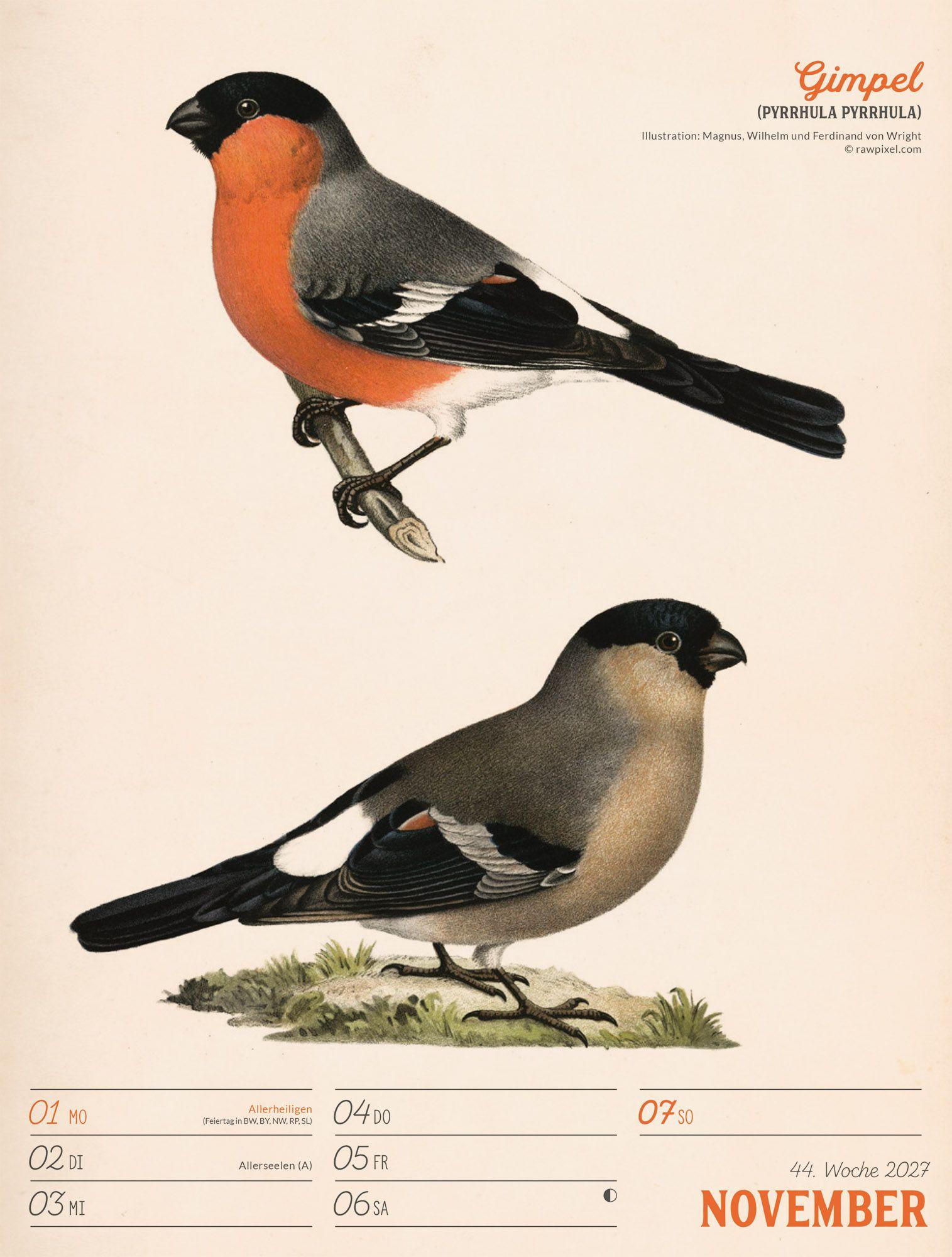 Beispielinhalt (Bild) Wunderbare Vogelwelt Wochenplaner Kalender 2027