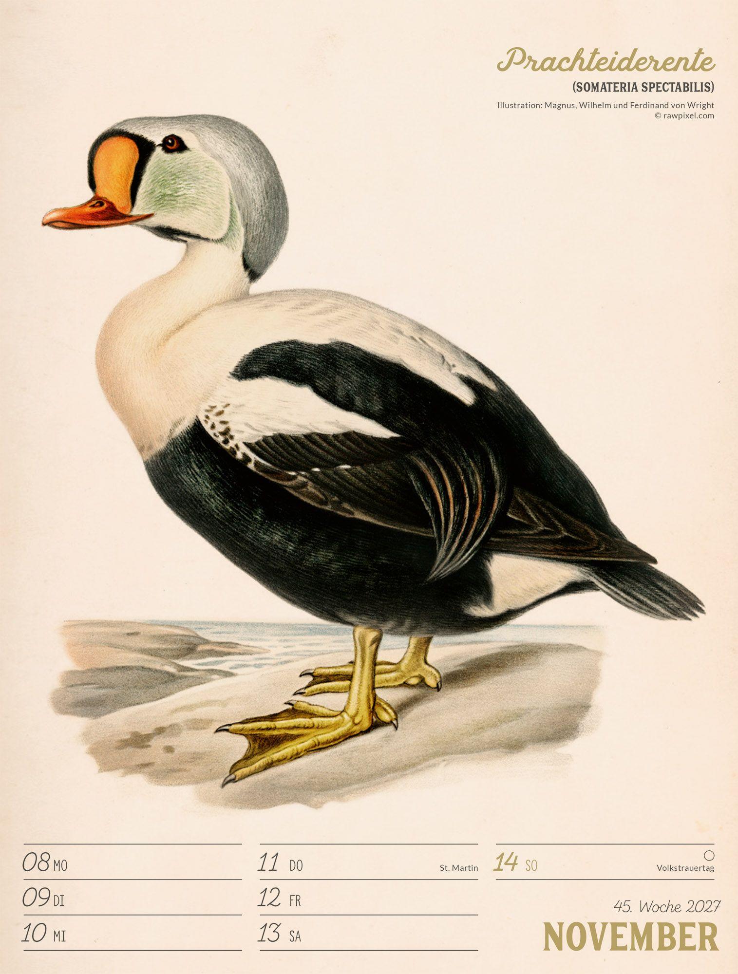 Beispielinhalt (Bild) Wunderbare Vogelwelt Wochenplaner Kalender 2027