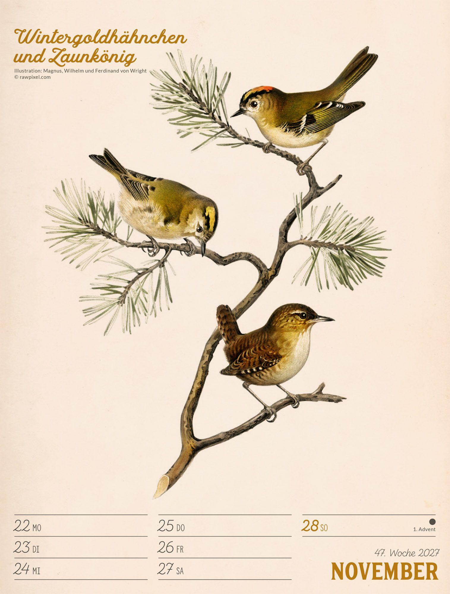 Beispielinhalt (Bild) Wunderbare Vogelwelt Wochenplaner Kalender 2027