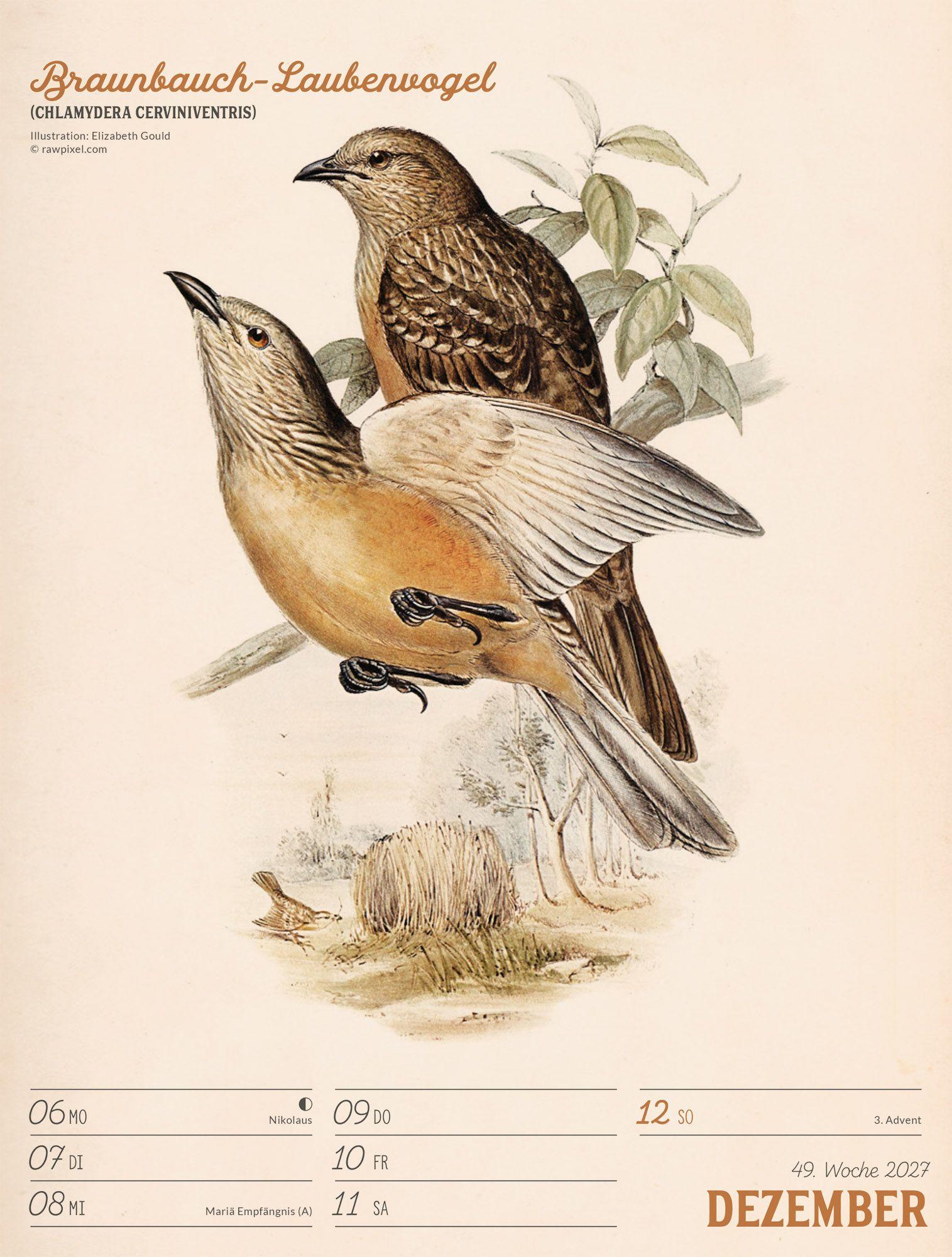 Beispielinhalt (Bild) Wunderbare Vogelwelt Wochenplaner Kalender 2027