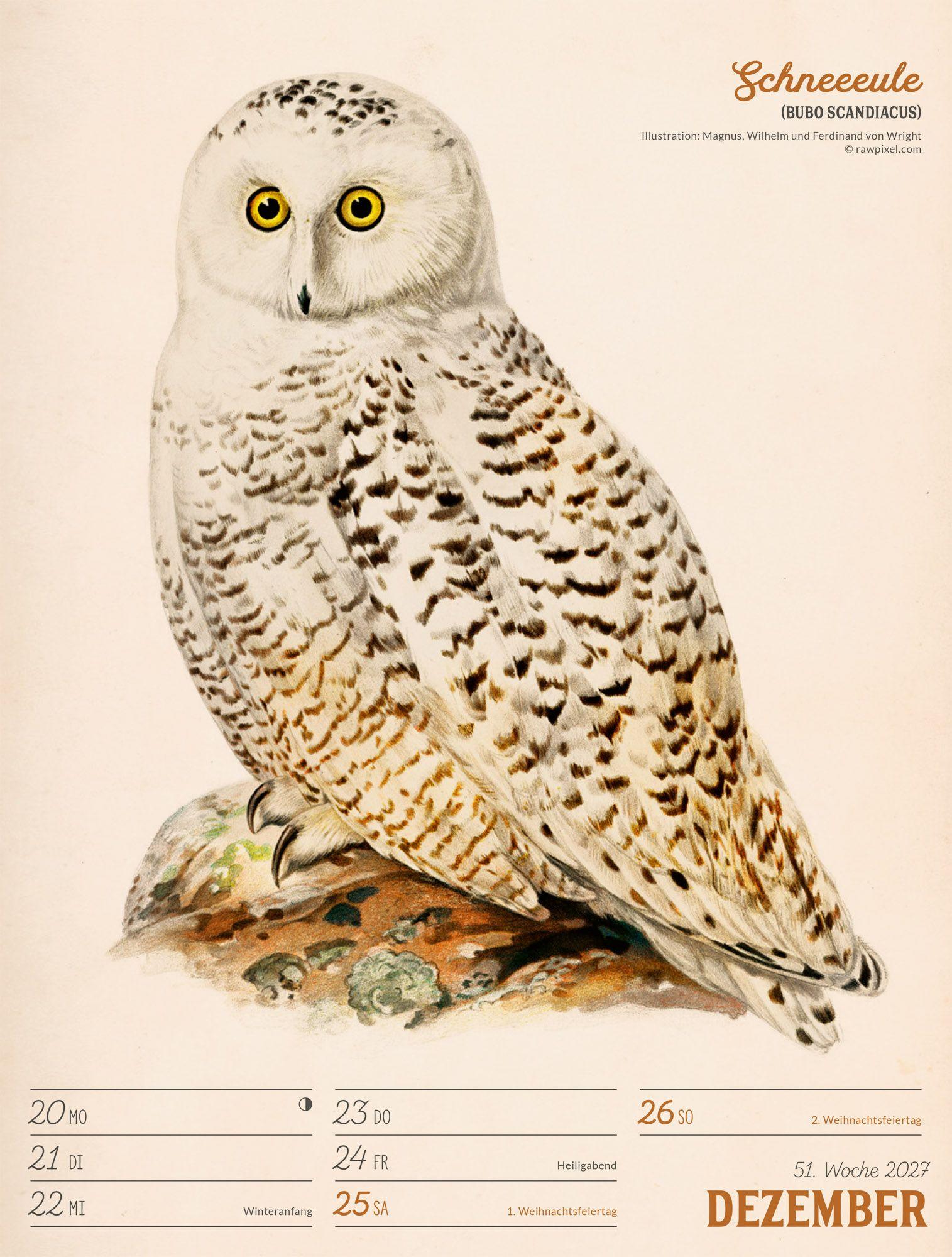 Beispielinhalt (Bild) Wunderbare Vogelwelt Wochenplaner Kalender 2027