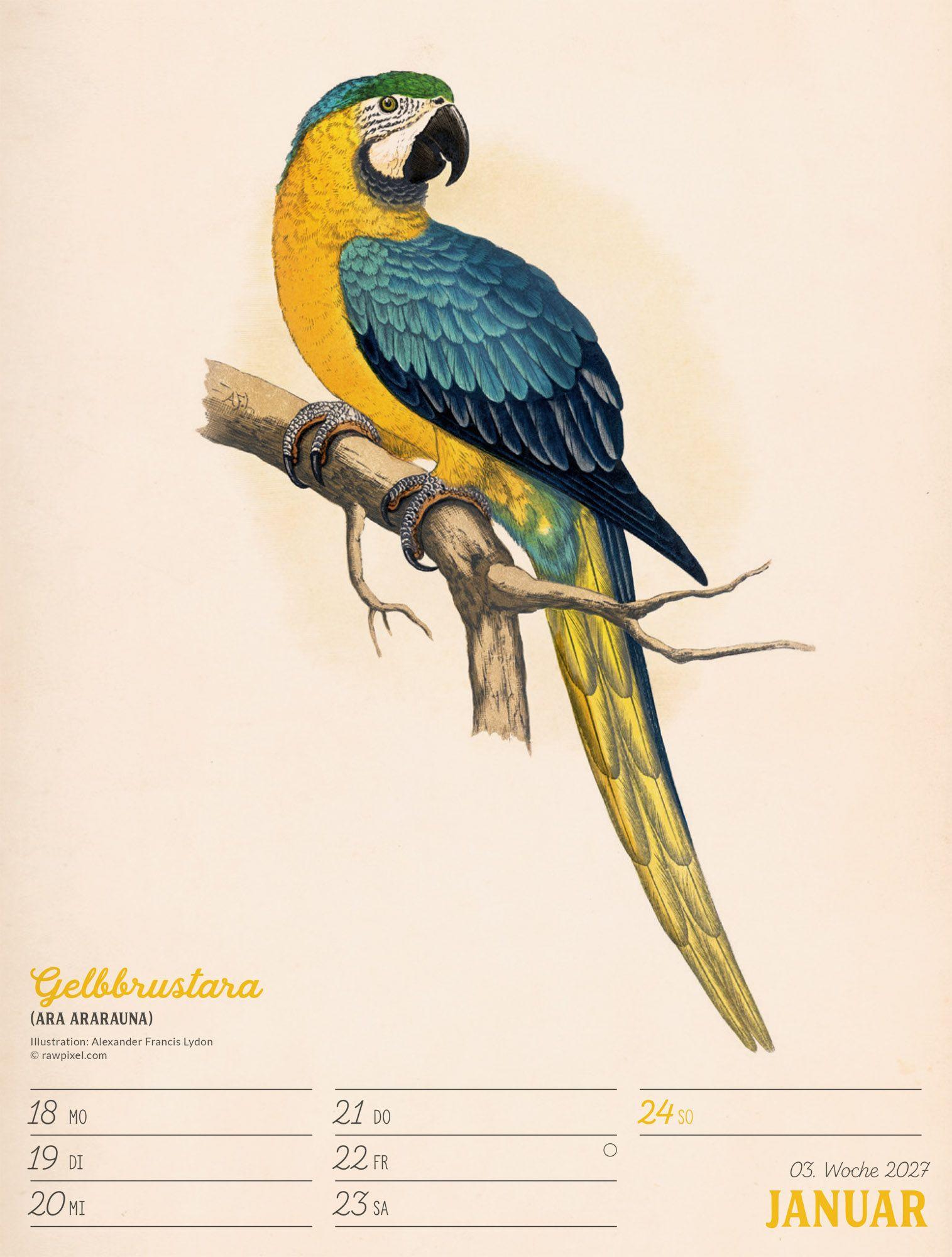 Beispielinhalt (Bild) Wunderbare Vogelwelt Wochenplaner Kalender 2027