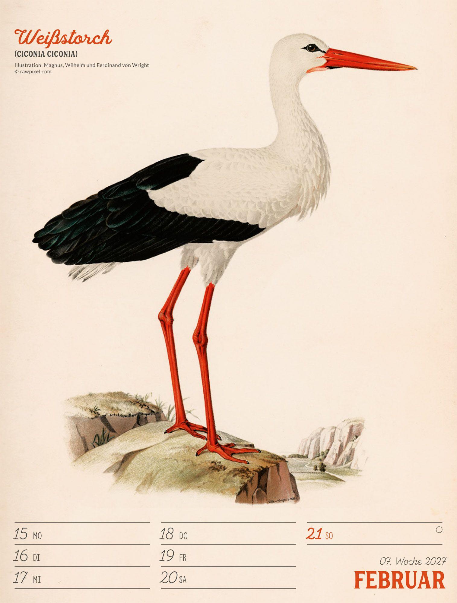 Beispielinhalt (Bild) Wunderbare Vogelwelt Wochenplaner Kalender 2027