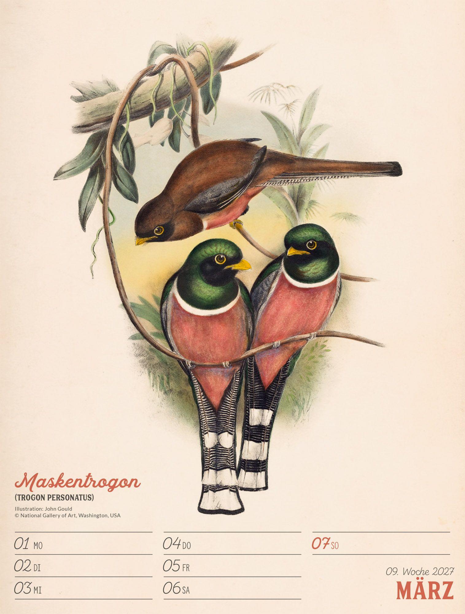 Beispielinhalt (Bild) Wunderbare Vogelwelt Wochenplaner Kalender 2027