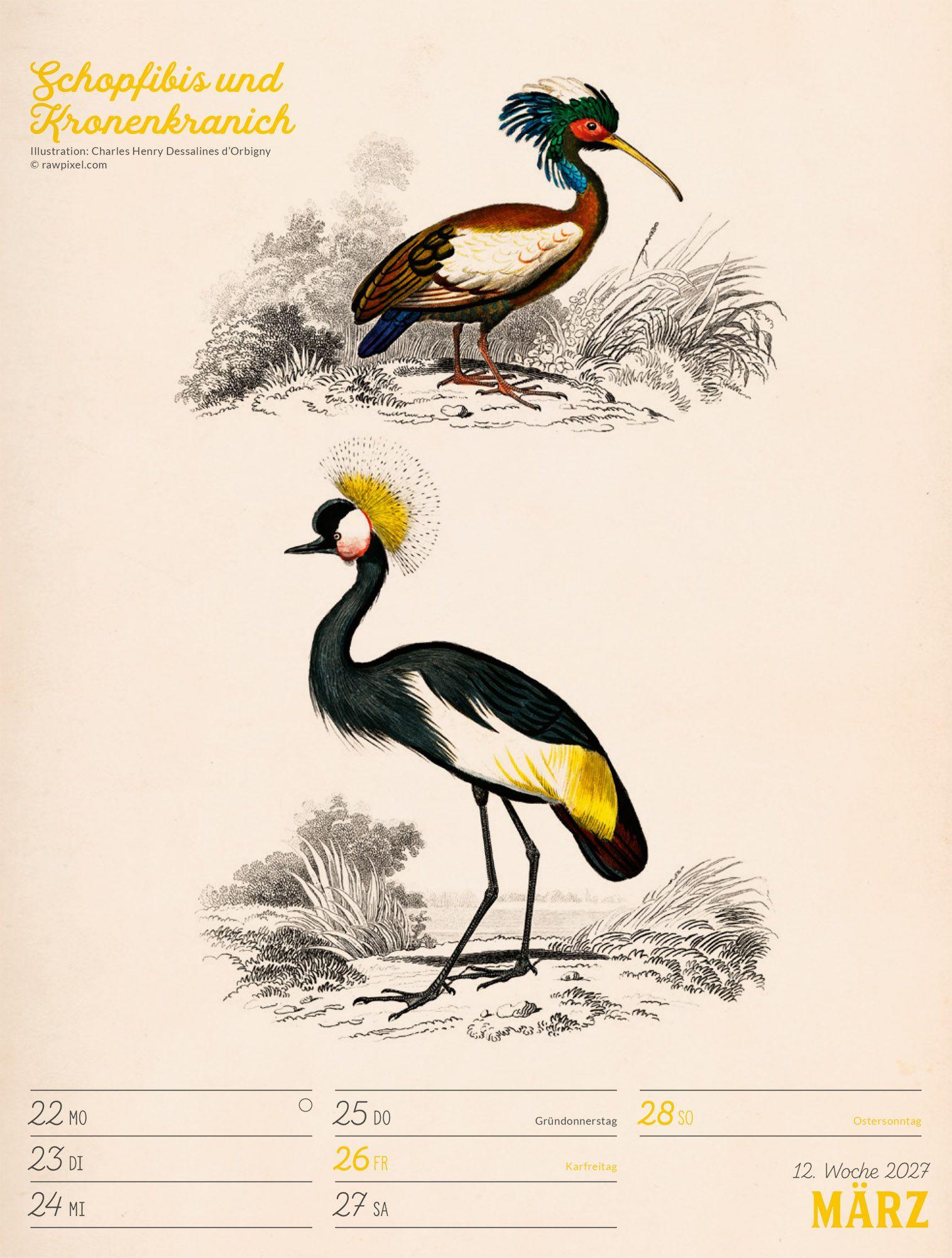 Beispielinhalt (Bild) Wunderbare Vogelwelt Wochenplaner Kalender 2027