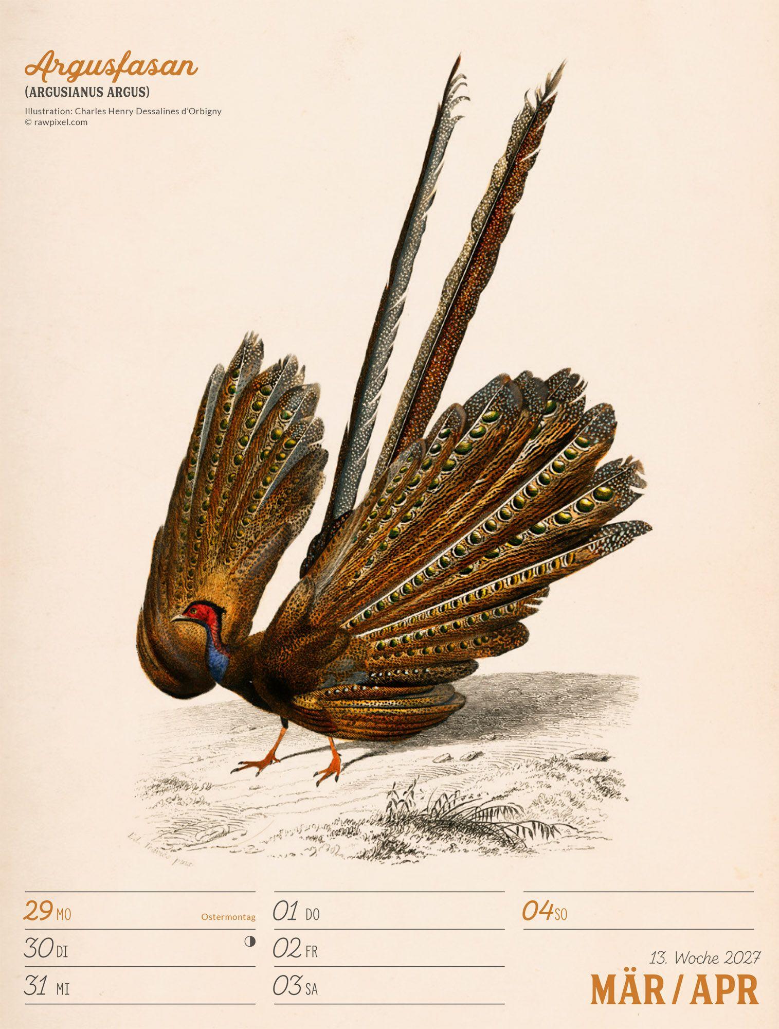 Beispielinhalt (Bild) Wunderbare Vogelwelt Wochenplaner Kalender 2027