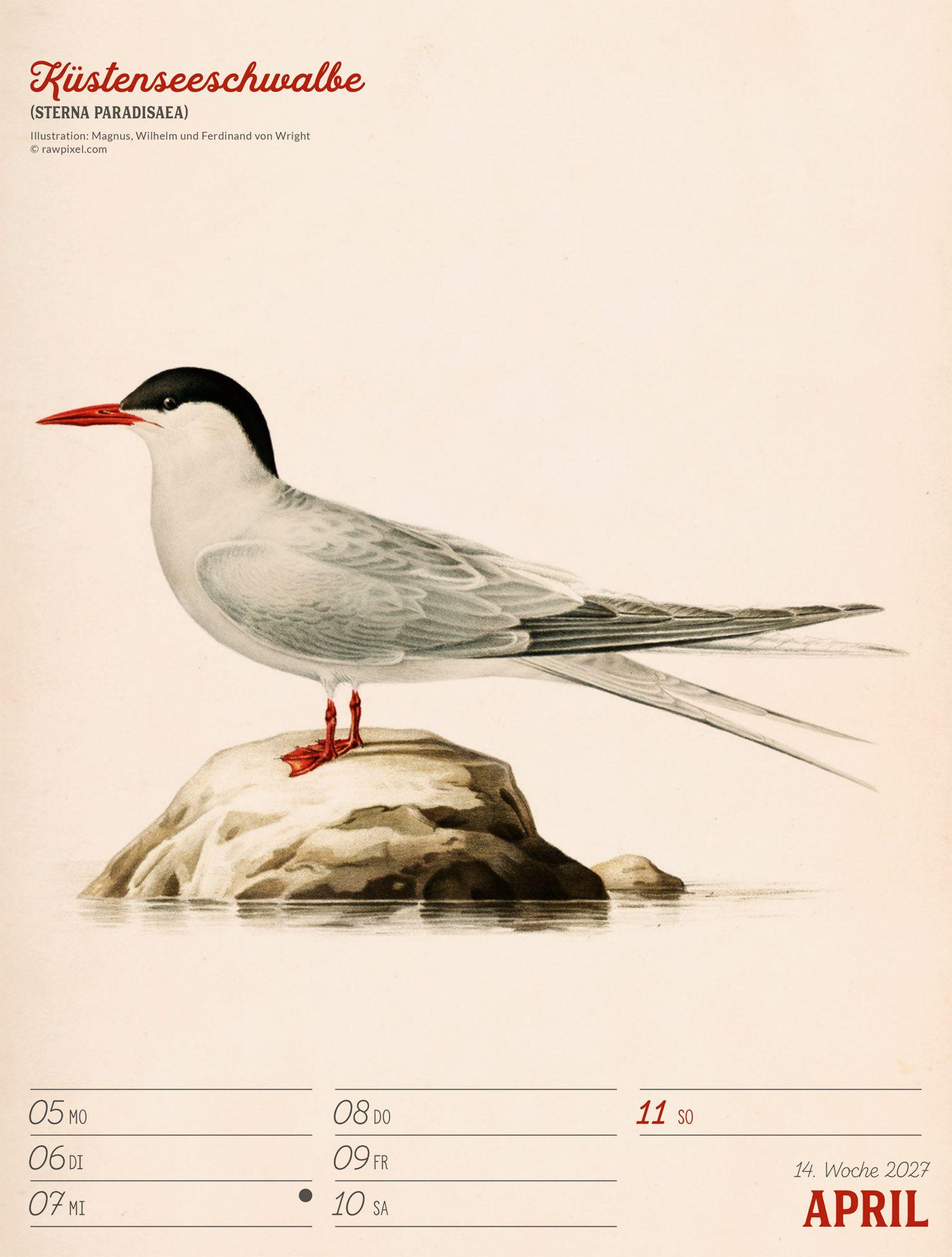 Beispielinhalt (Bild) Wunderbare Vogelwelt Wochenplaner Kalender 2027