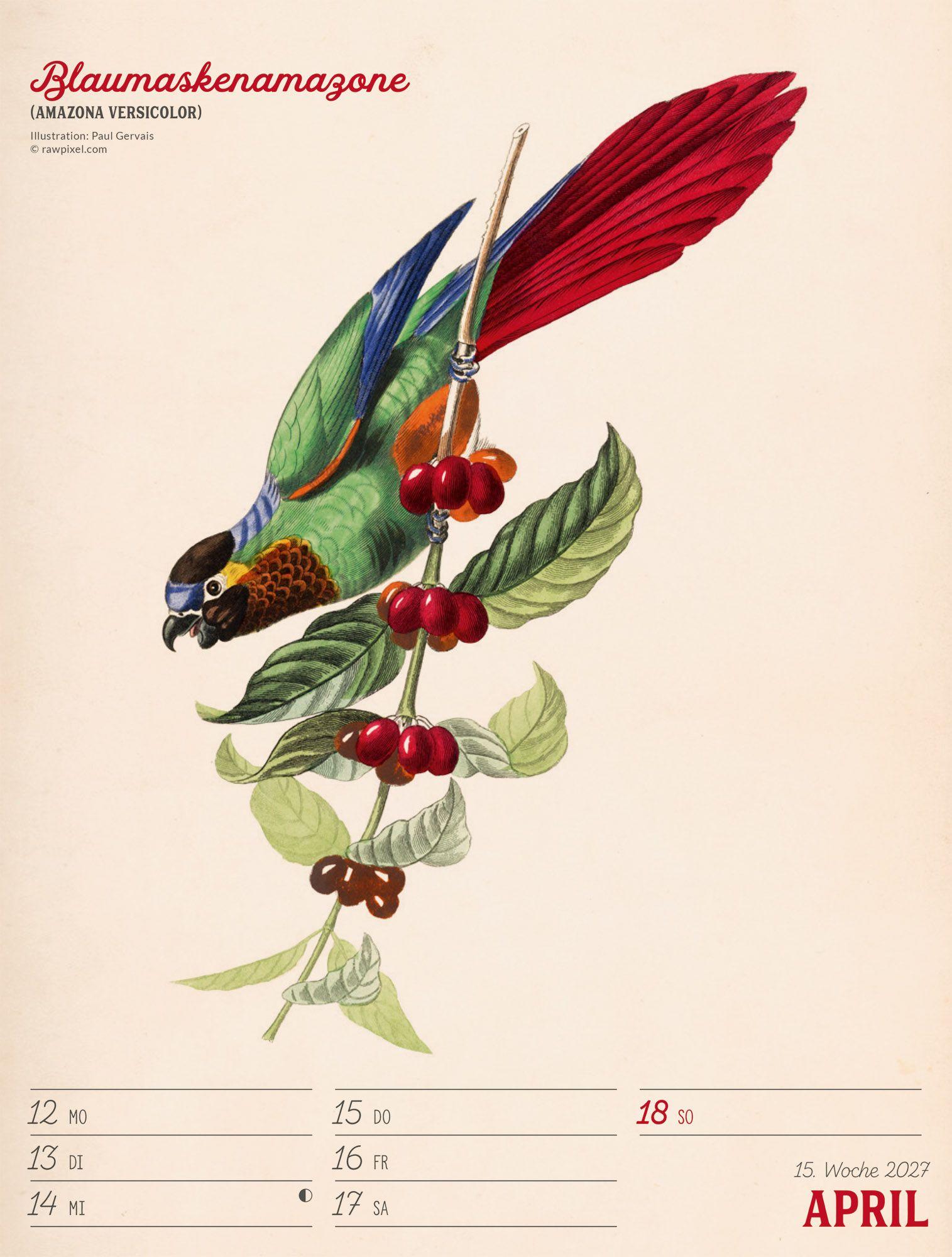 Beispielinhalt (Bild) Wunderbare Vogelwelt Wochenplaner Kalender 2027