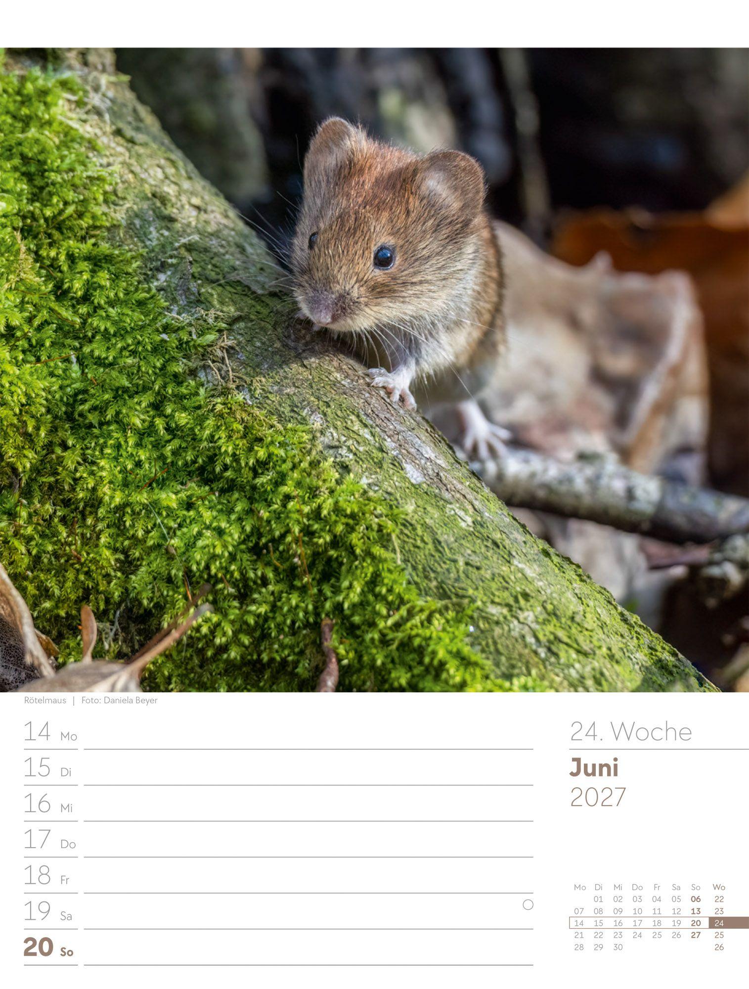 Beispielinhalt (Bild) Unser Wald Wochenplaner Kalender 2027