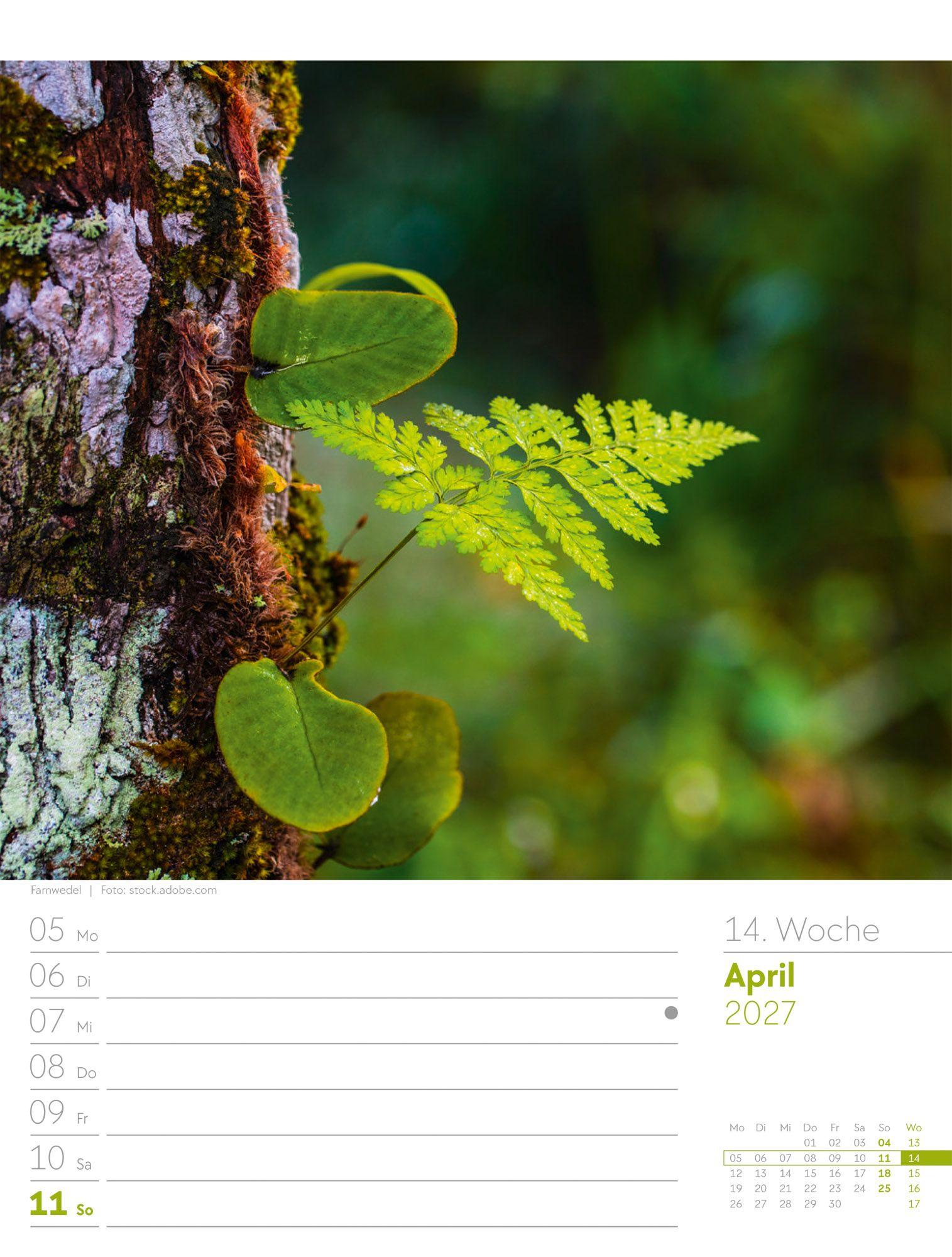 Beispielinhalt (Bild) Unser Wald Wochenplaner Kalender 2027