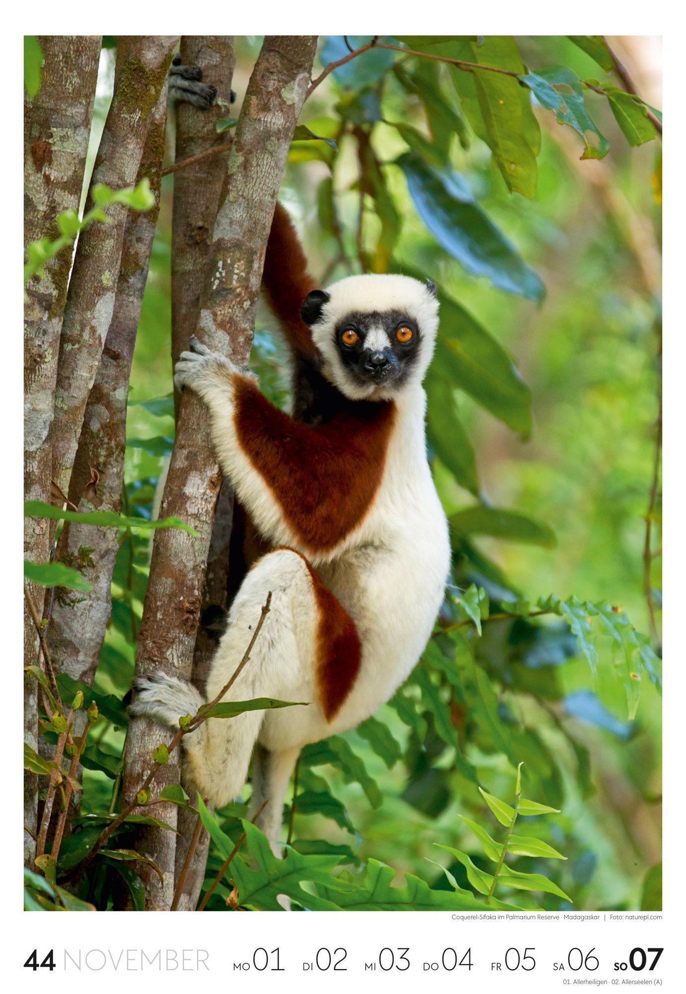 Beispielinhalt (Bild) Reisen Wochenkalender 2027