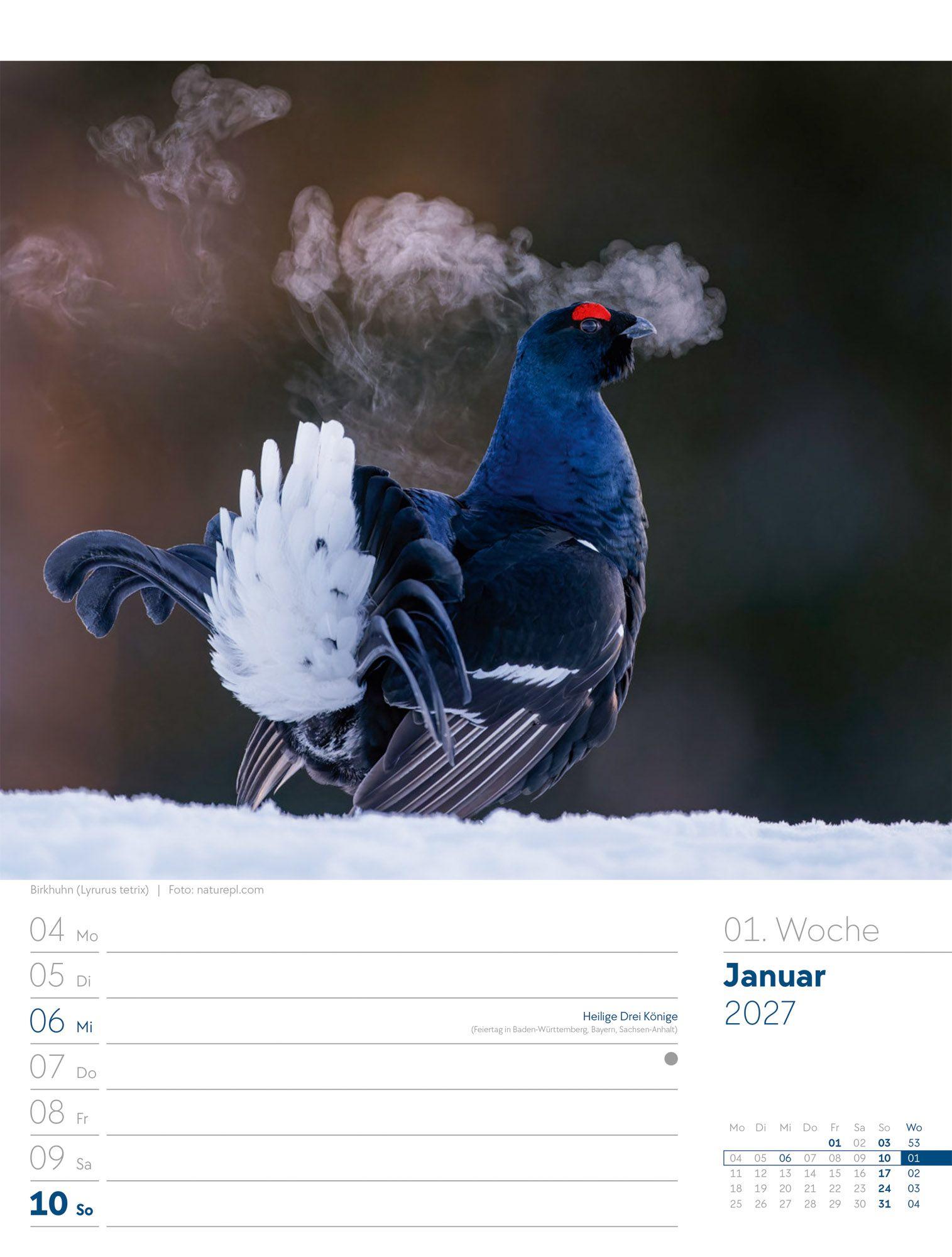 Beispielinhalt (Bild) Vögel Wochenplaner Kalender 2027