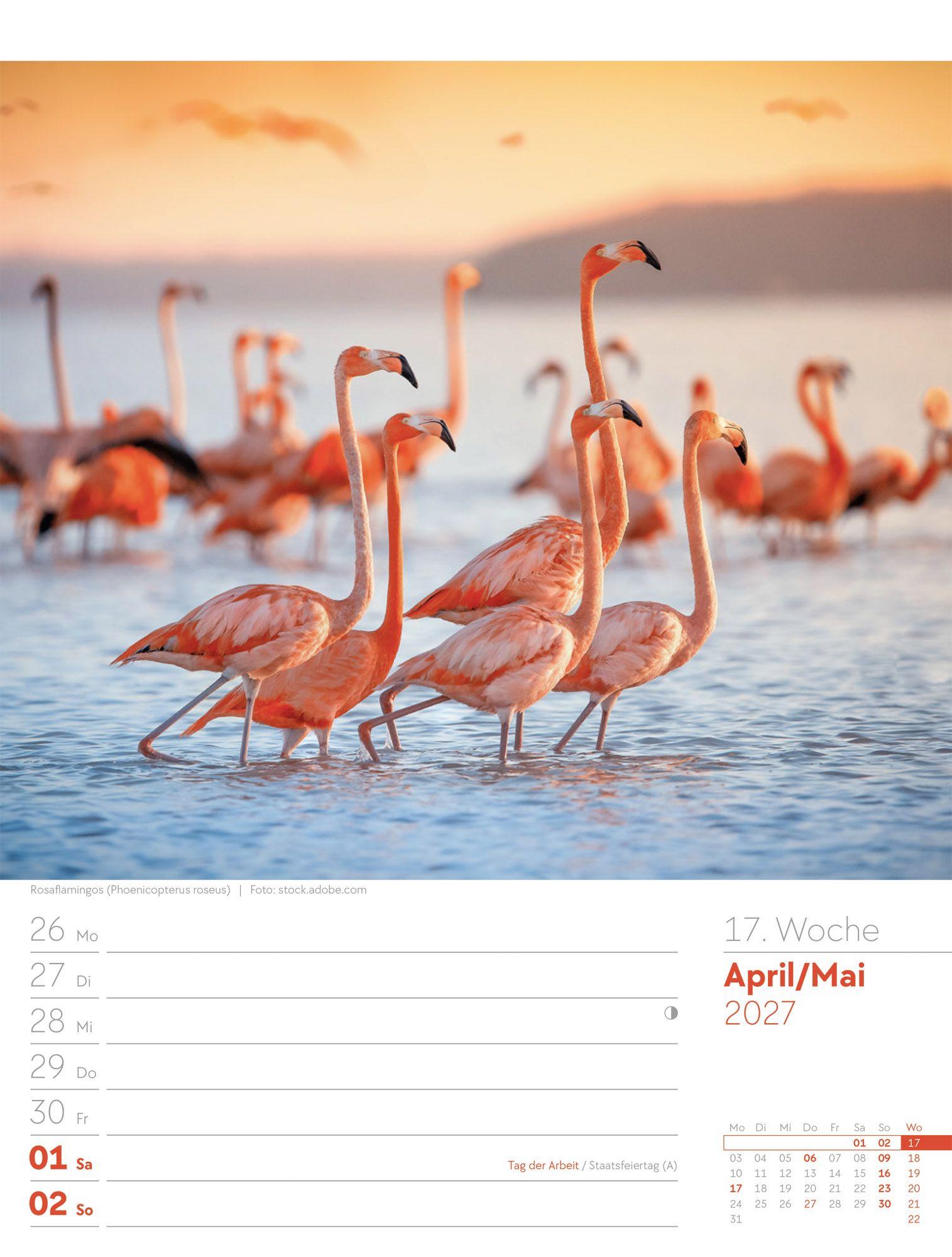 Beispielinhalt (Bild) Vögel Wochenplaner Kalender 2027