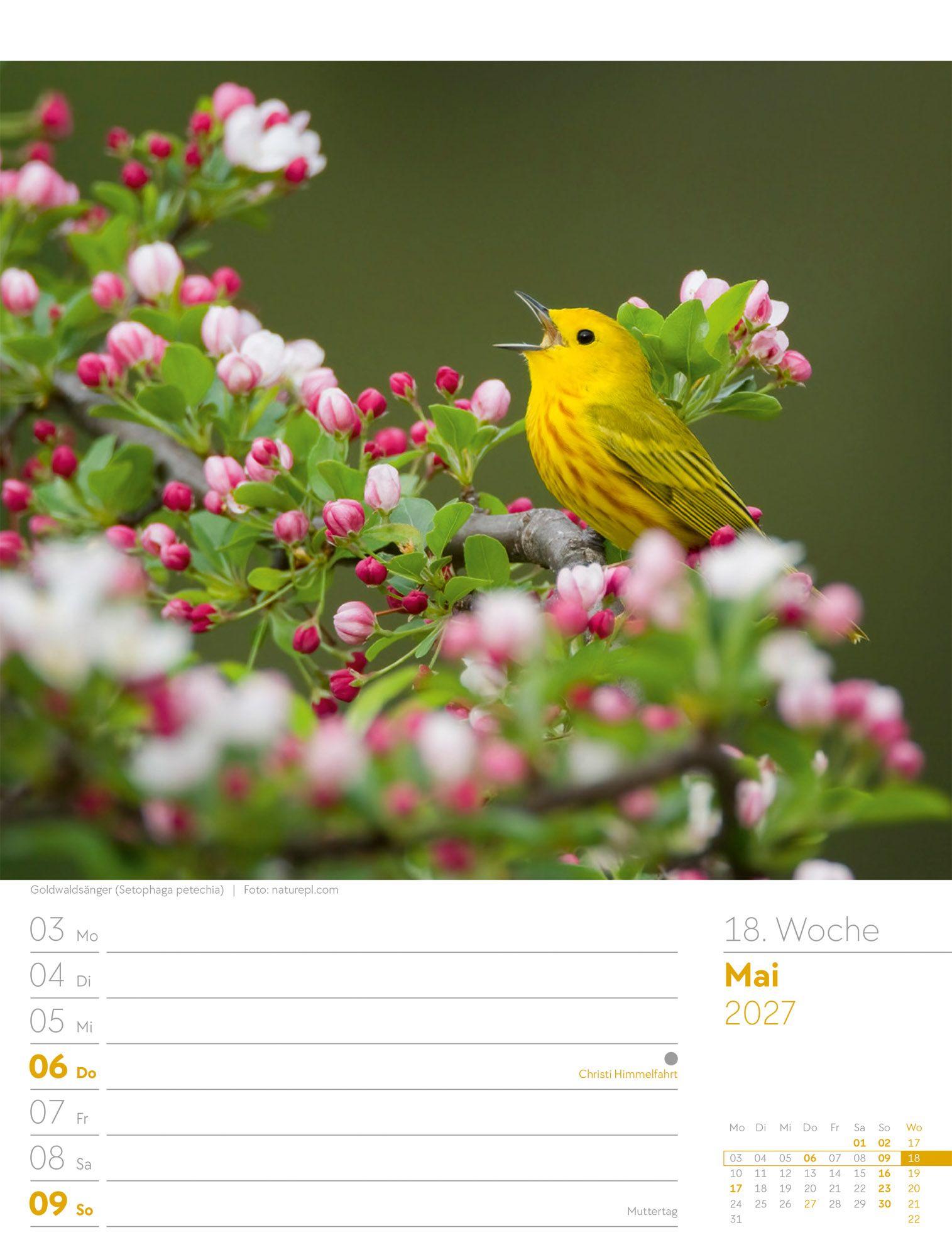 Beispielinhalt (Bild) Vögel Wochenplaner Kalender 2027