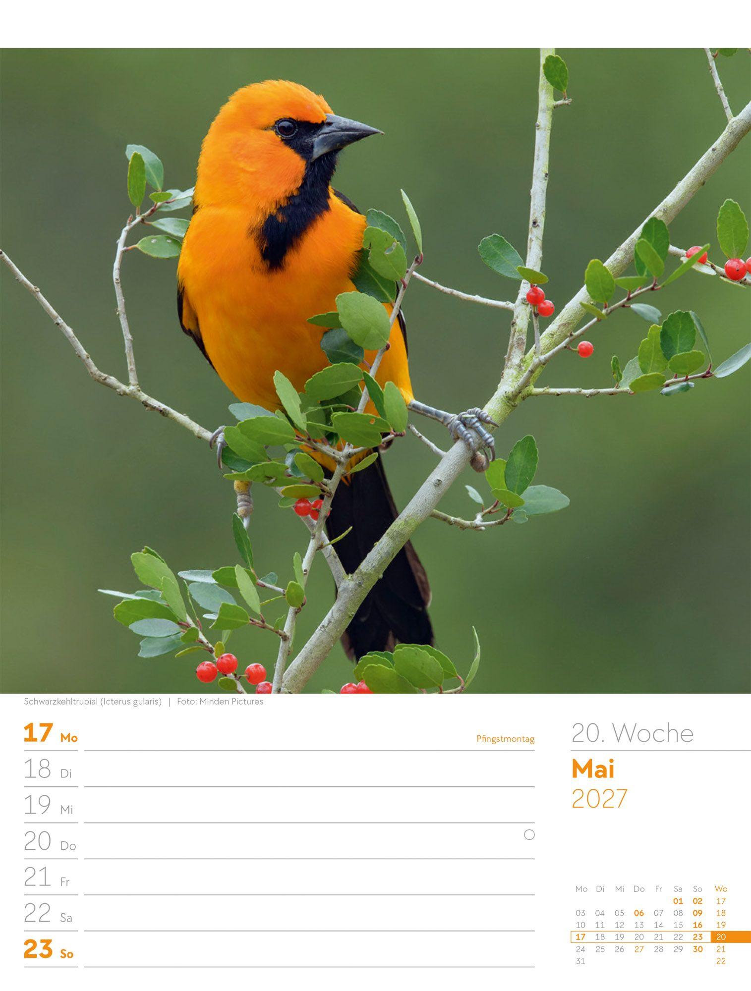 Beispielinhalt (Bild) Vögel Wochenplaner Kalender 2027