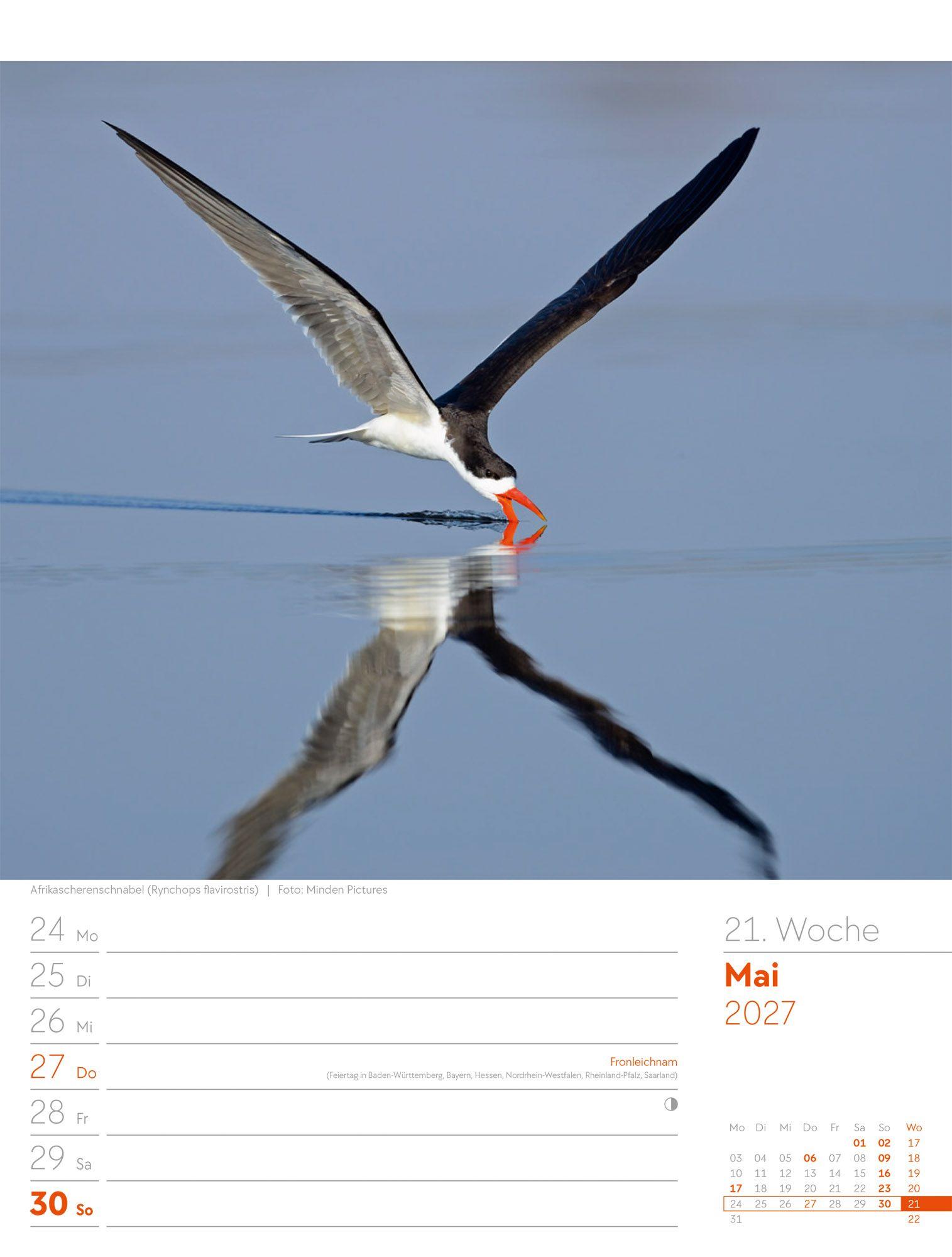 Beispielinhalt (Bild) Vögel Wochenplaner Kalender 2027