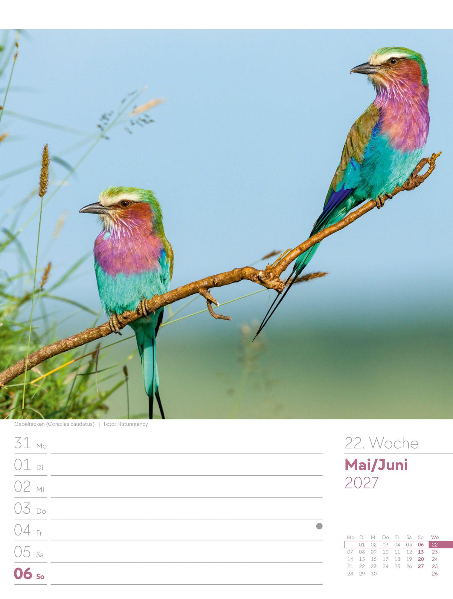 Beispielinhalt (Bild) Vögel Wochenplaner Kalender 2027