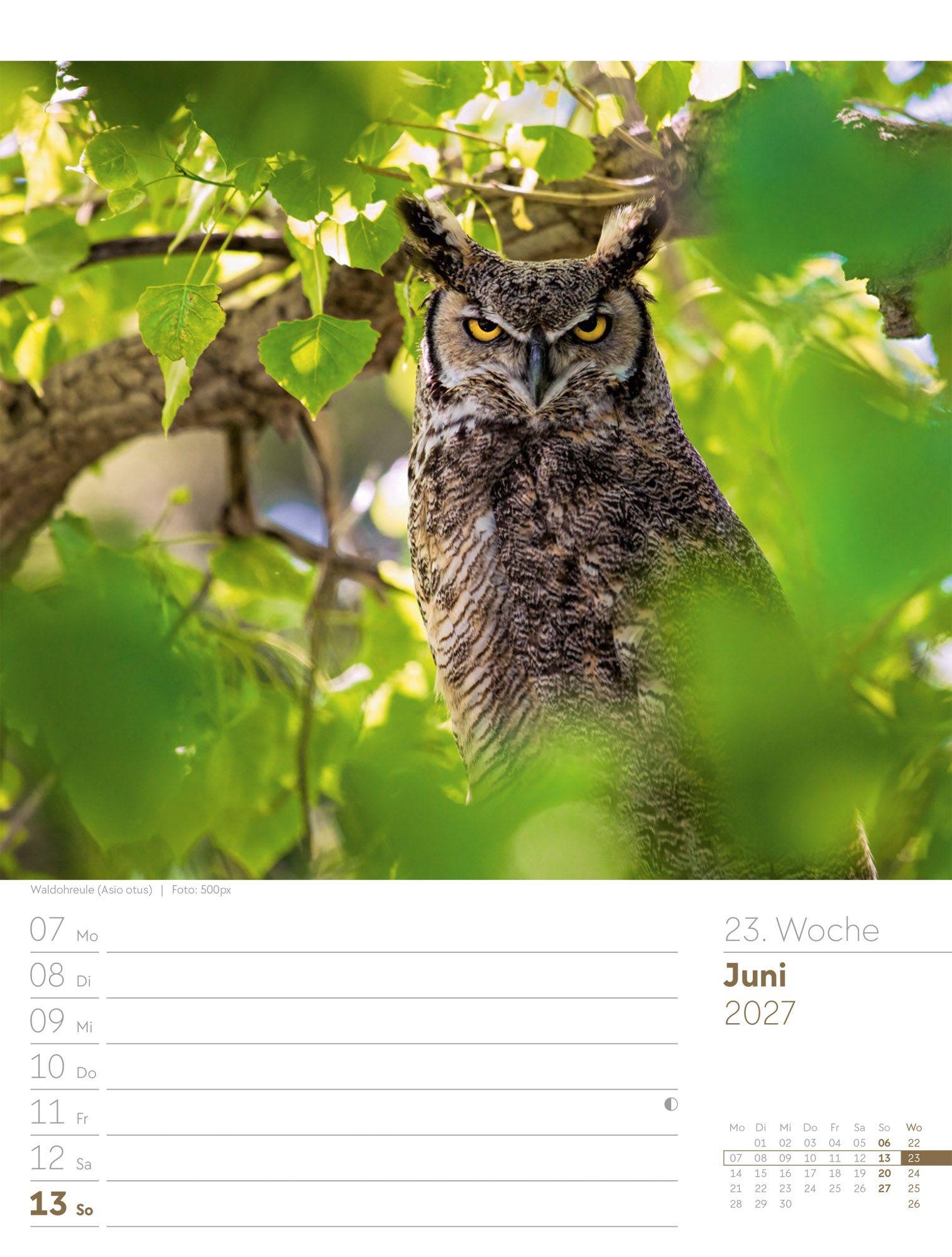 Beispielinhalt (Bild) Vögel Wochenplaner Kalender 2027