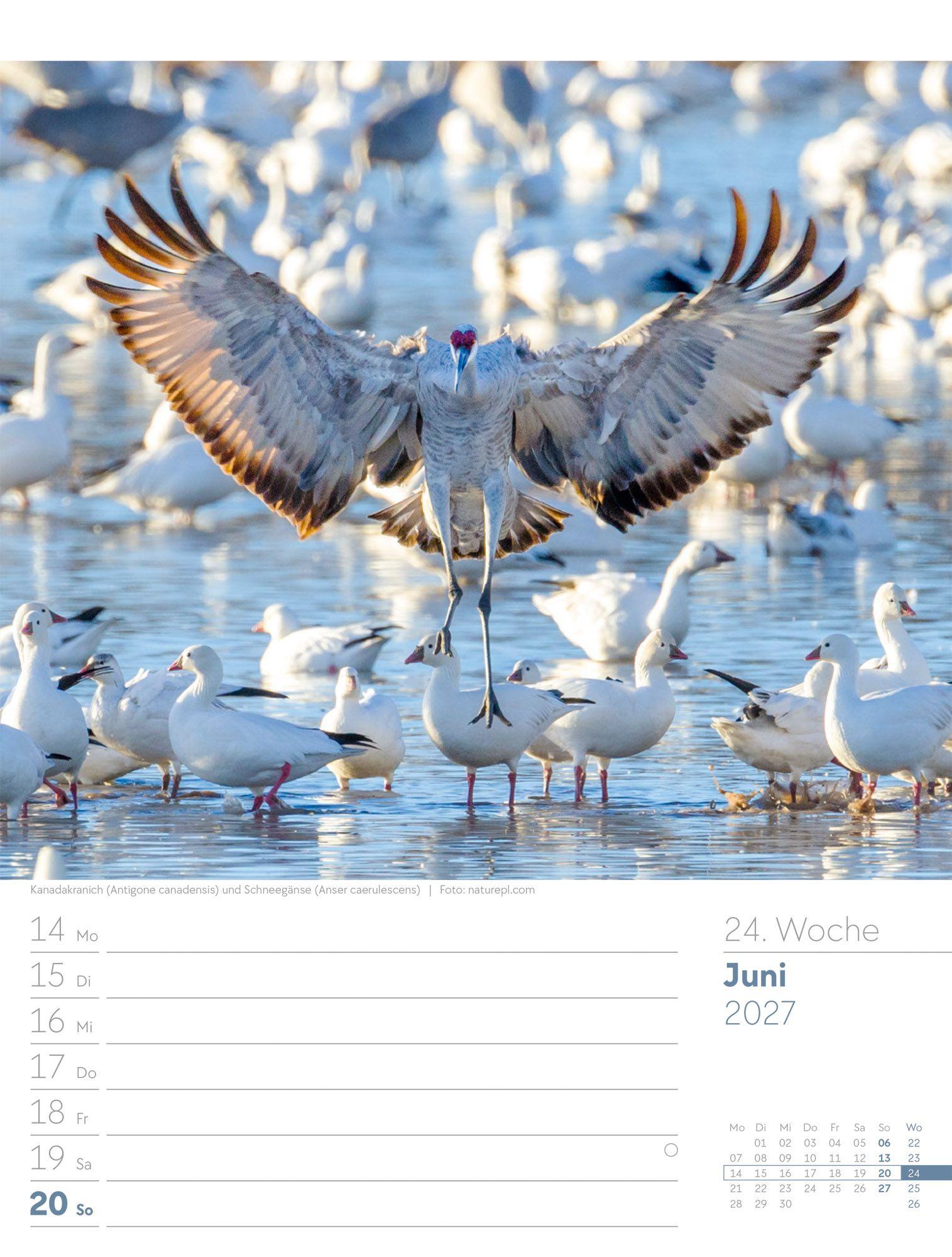 Beispielinhalt (Bild) Vögel Wochenplaner Kalender 2027