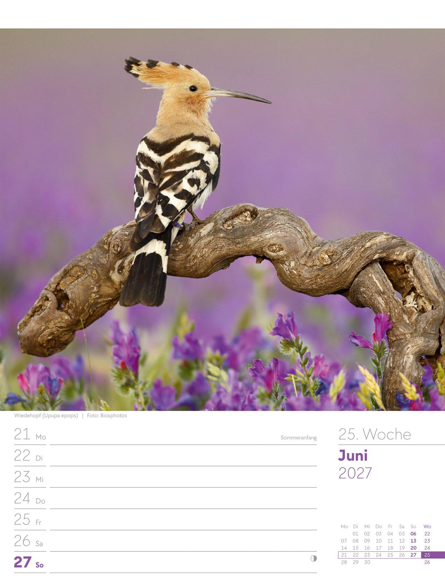 Beispielinhalt (Bild) Vögel Wochenplaner Kalender 2027