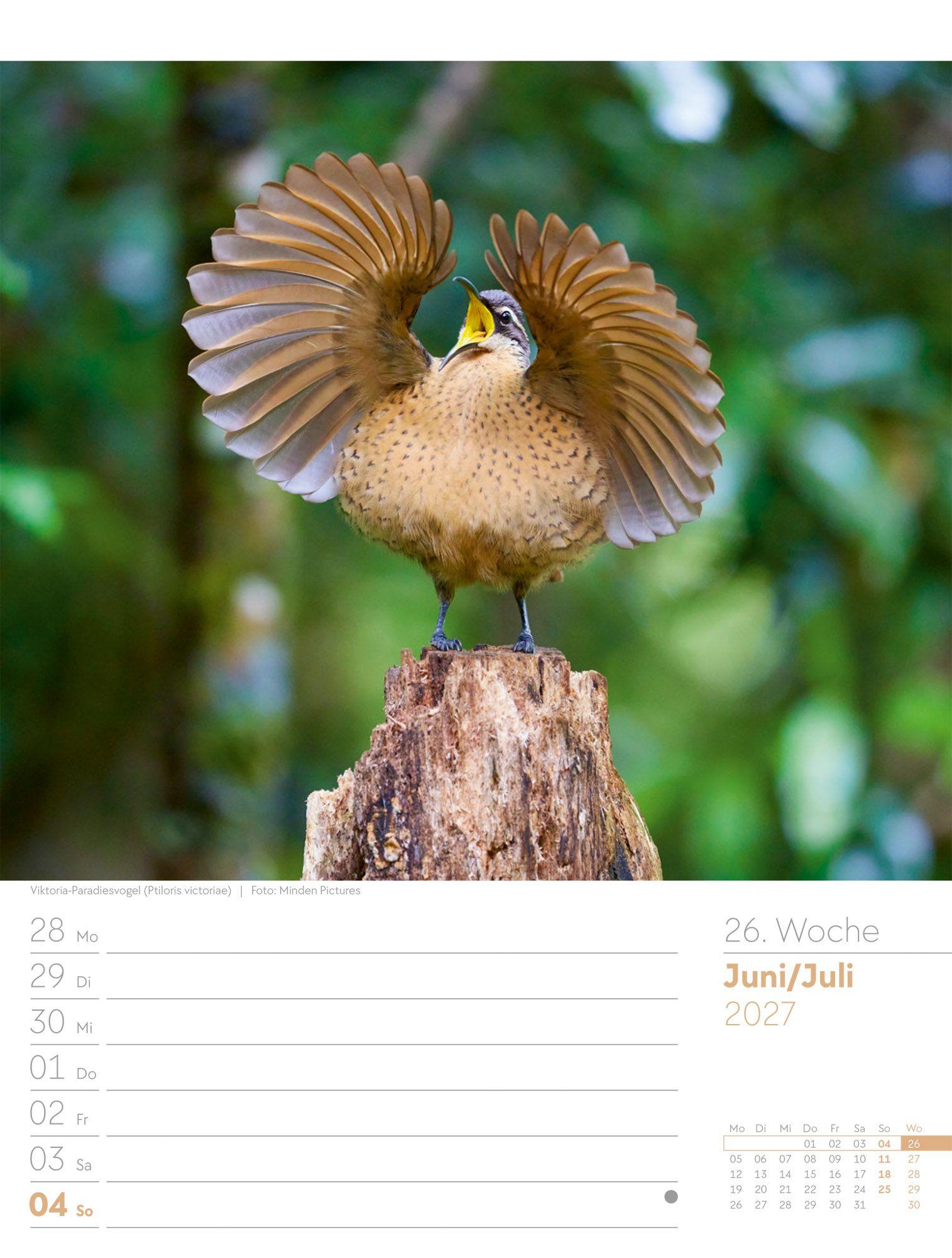 Beispielinhalt (Bild) Vögel Wochenplaner Kalender 2027
