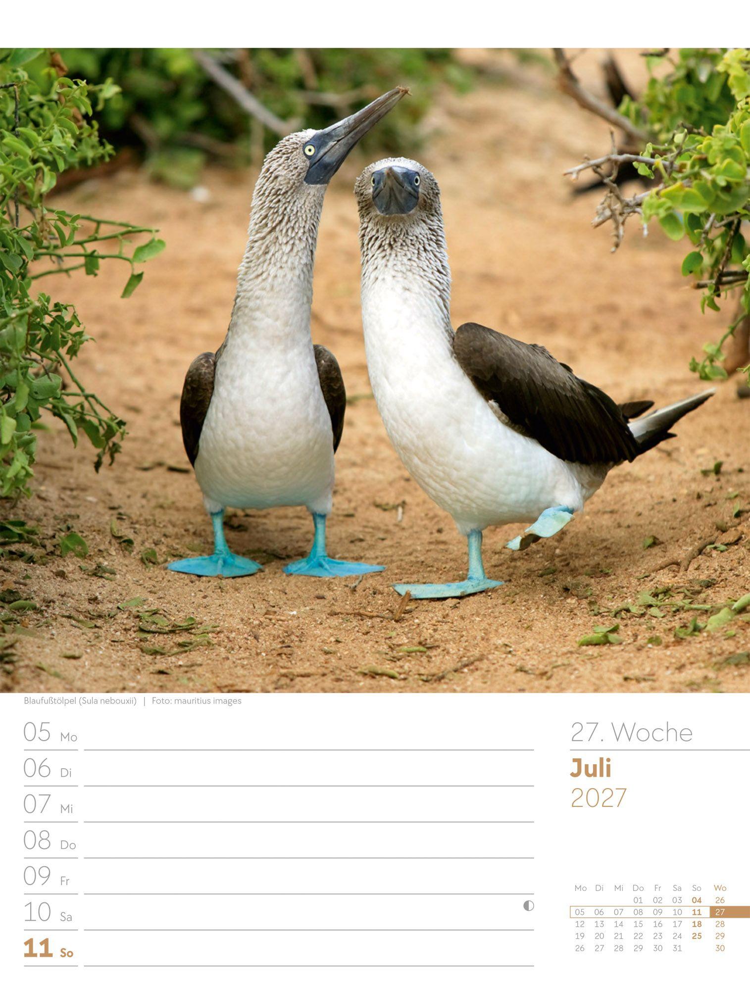 Beispielinhalt (Bild) Vögel Wochenplaner Kalender 2027