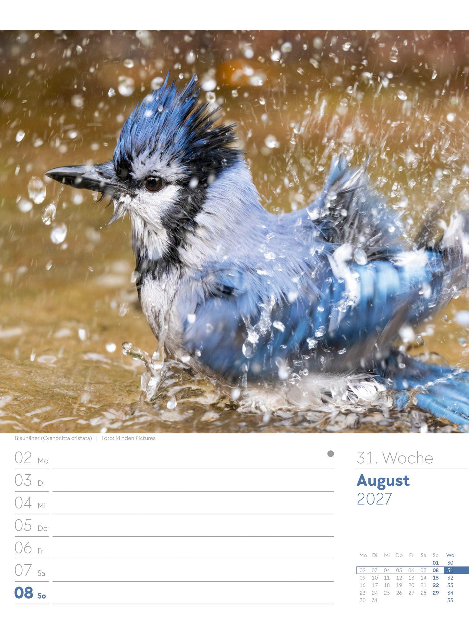 Beispielinhalt (Bild) Vögel Wochenplaner Kalender 2027