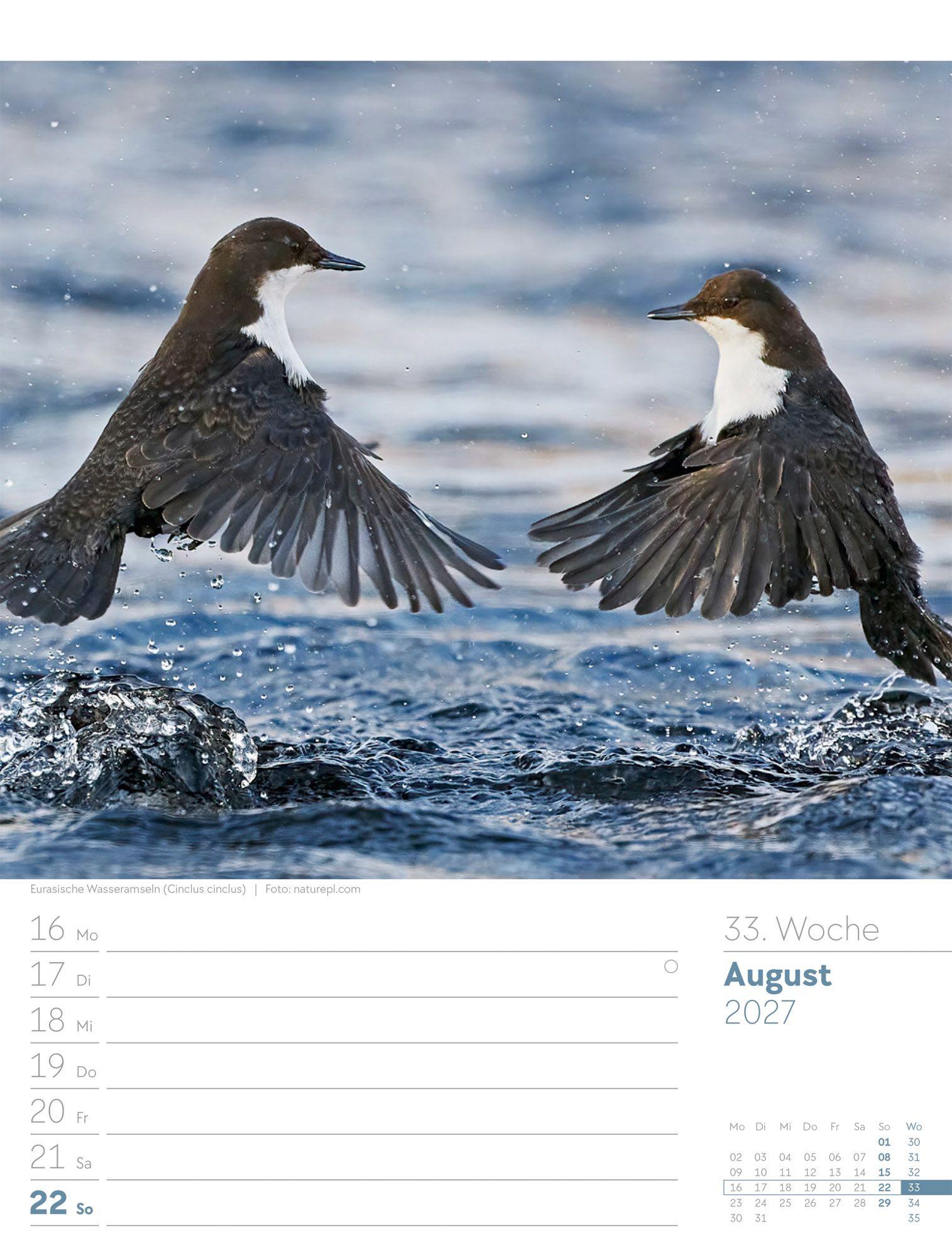 Beispielinhalt (Bild) Vögel Wochenplaner Kalender 2027