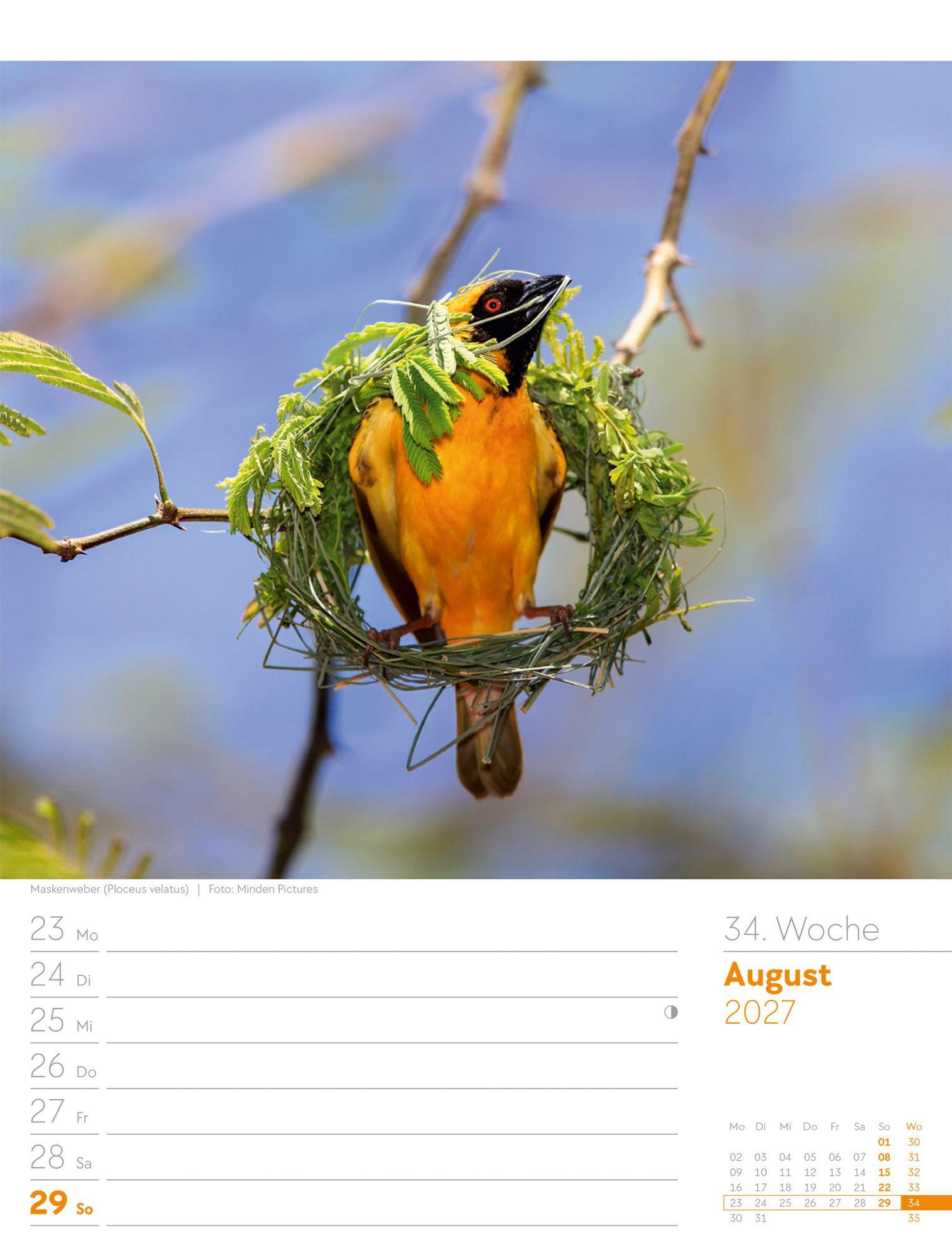 Beispielinhalt (Bild) Vögel Wochenplaner Kalender 2027