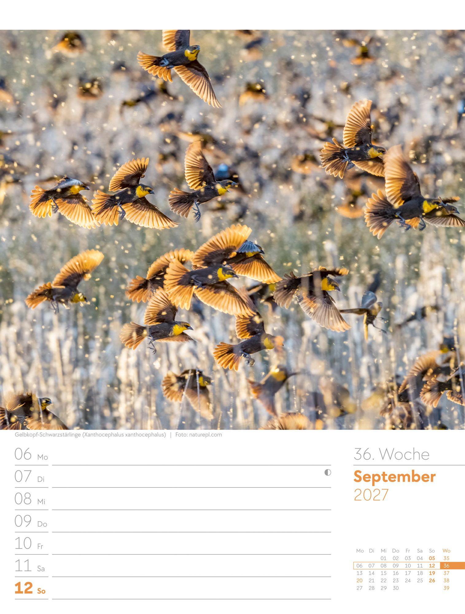 Beispielinhalt (Bild) Vögel Wochenplaner Kalender 2027