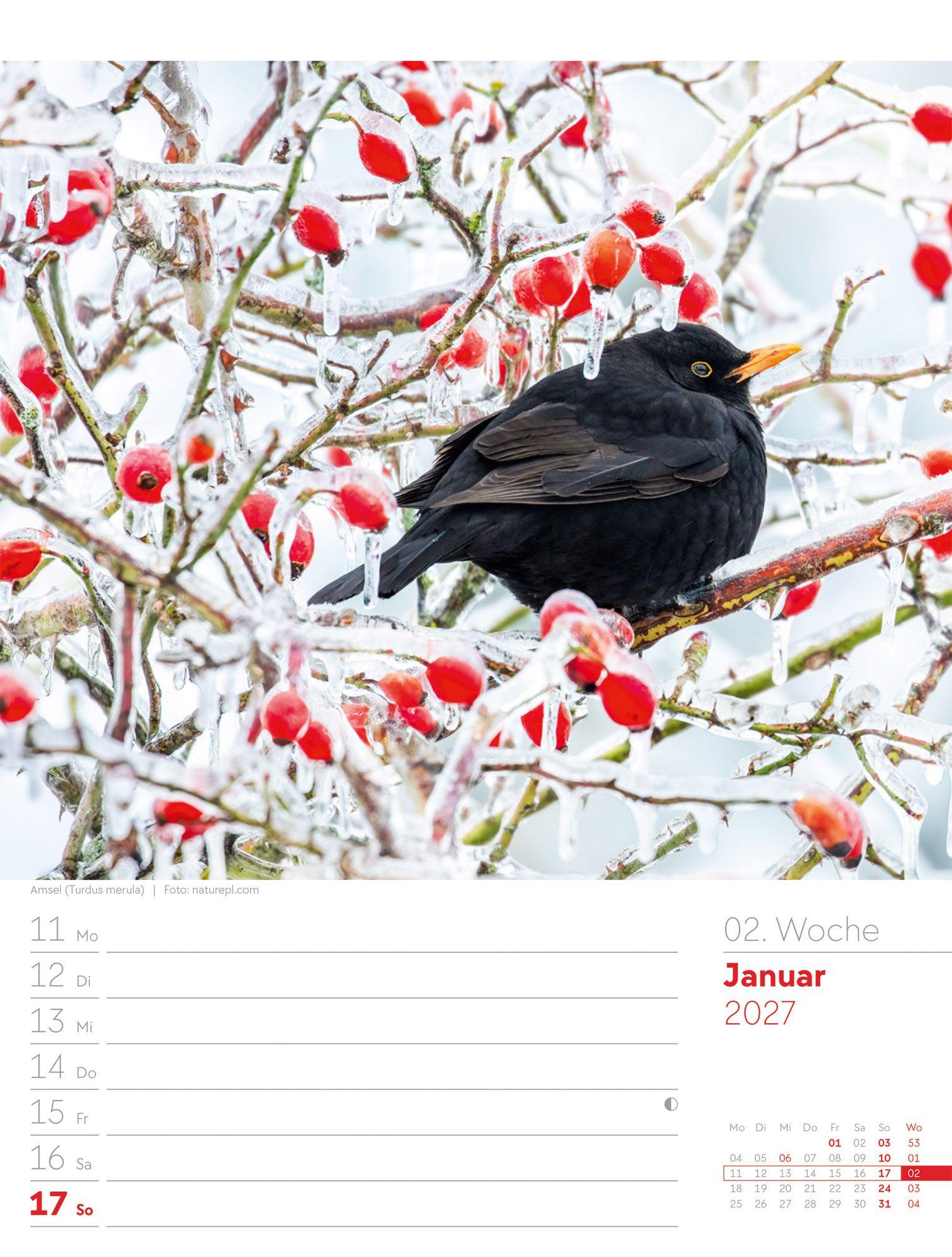 Beispielinhalt (Bild) Vögel Wochenplaner Kalender 2027