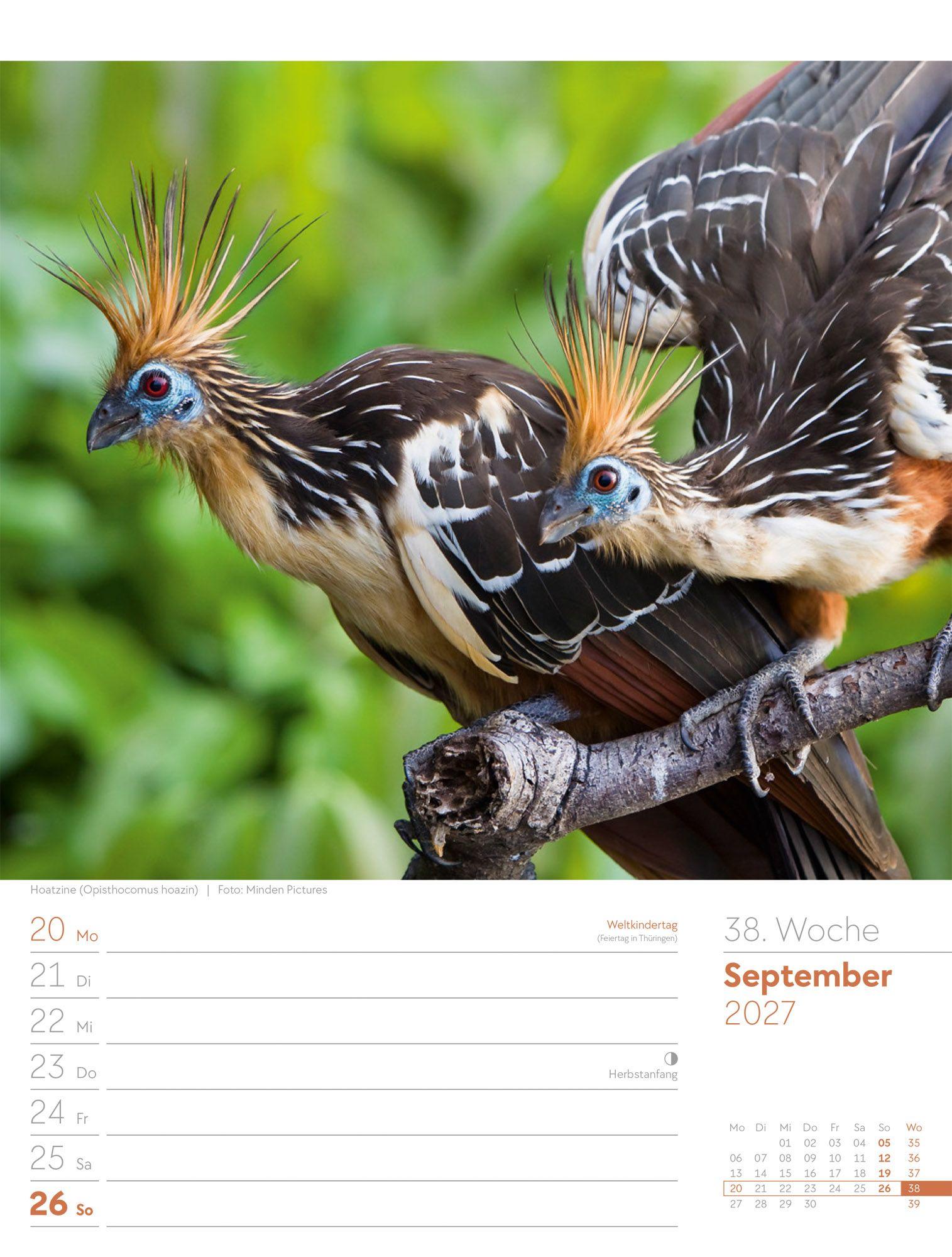 Beispielinhalt (Bild) Vögel Wochenplaner Kalender 2027